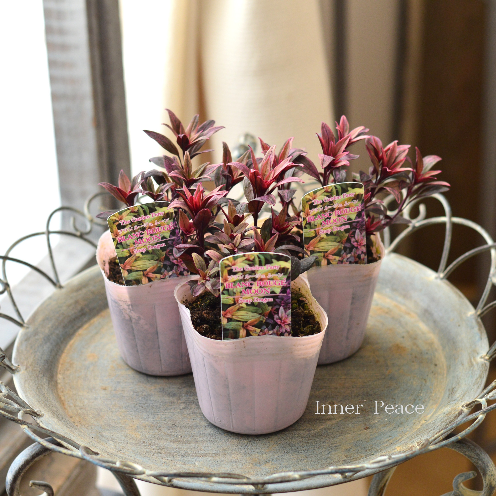 【カラーリーフ】 キンギョソウ ブランルージュ 『ムーン』 3寸POT