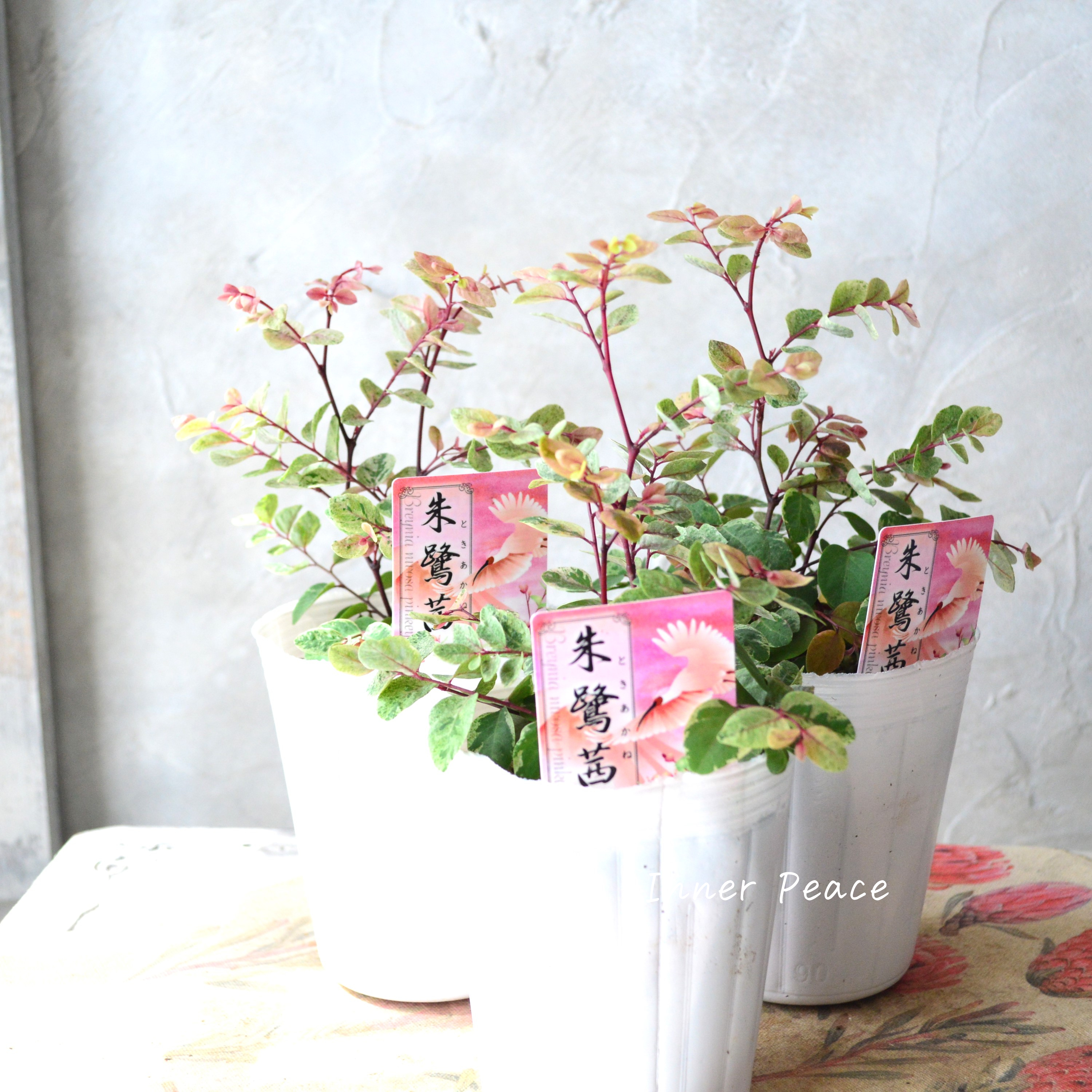 【美しい】 ブライニア(洋種小判の木) 『朱鷲茜~トキアカネ~』 2.5寸~3寸POT