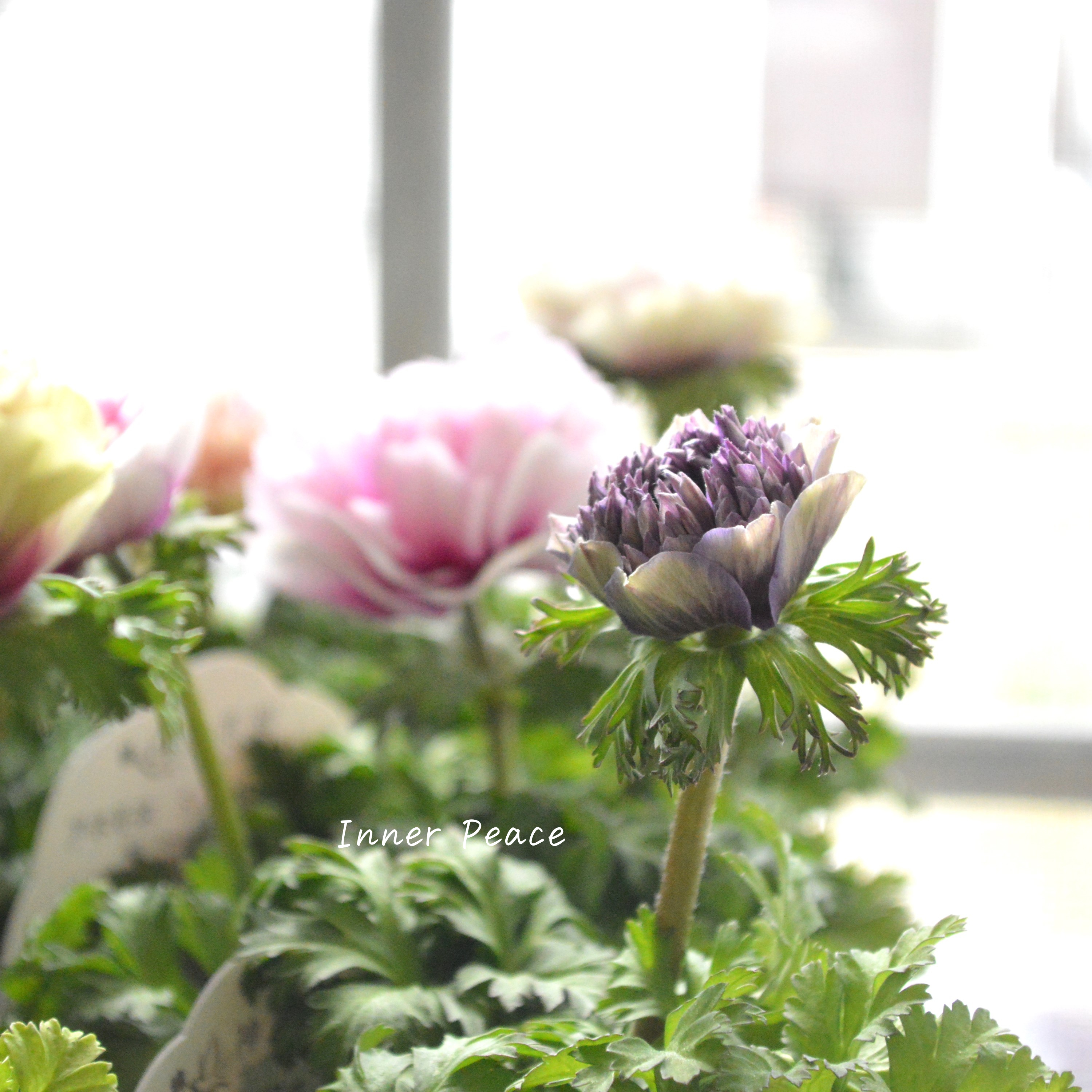 【神花園さんオリジナル】Sale!! 八重咲きアネモネ 『シフォンダブル』 3.5寸POT