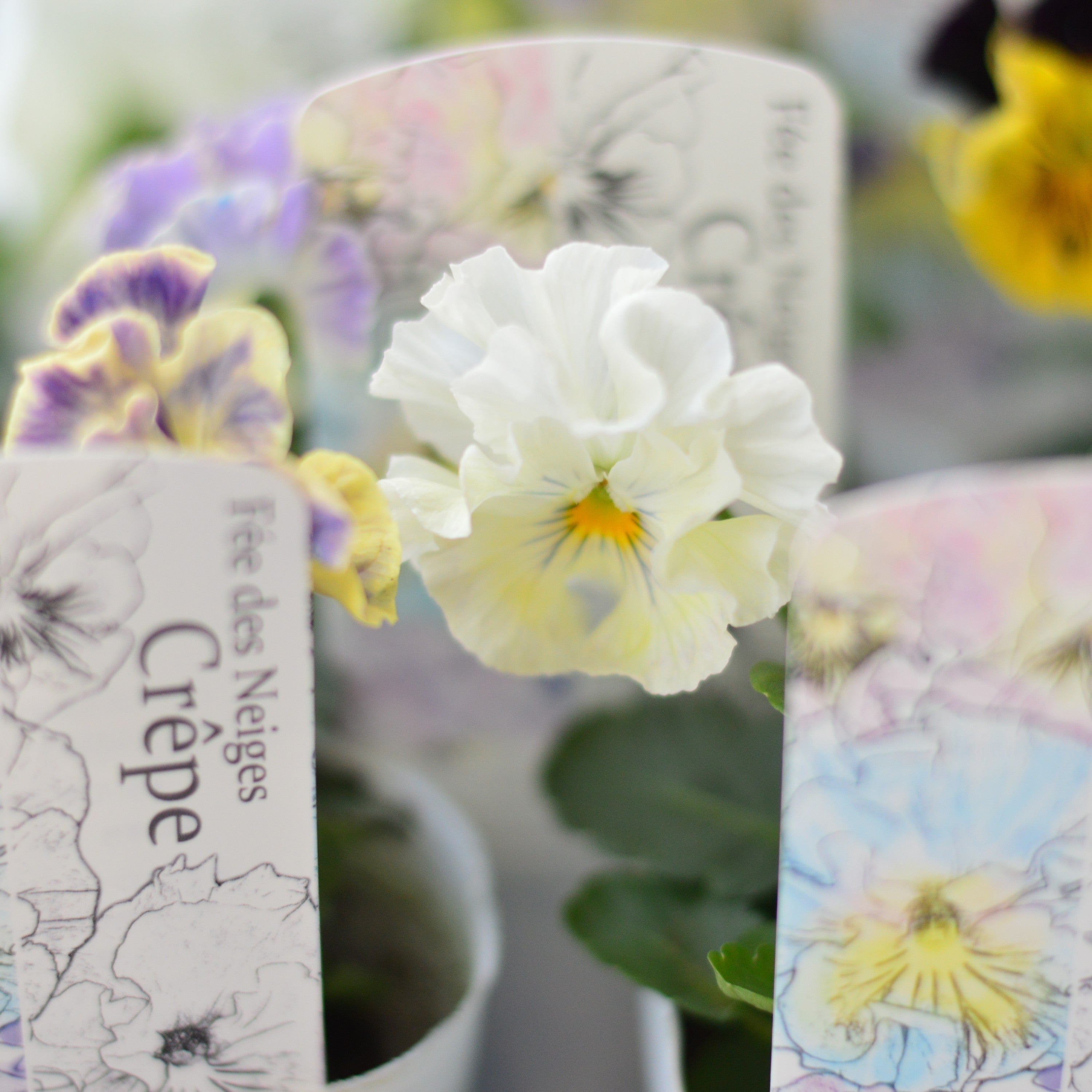 【美しい】 パンジー 『フェデネージュ・クレープ』 3.5寸POT