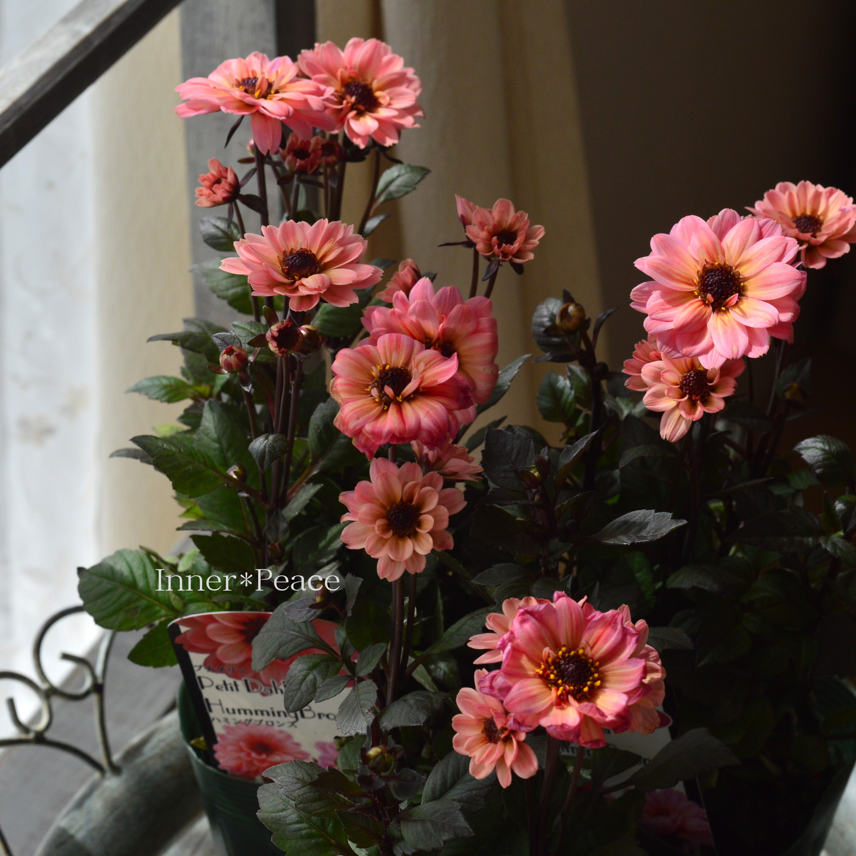 【宿根】 プチダリア・ハミングブロンズ 『エタニティ』 3.5寸POT