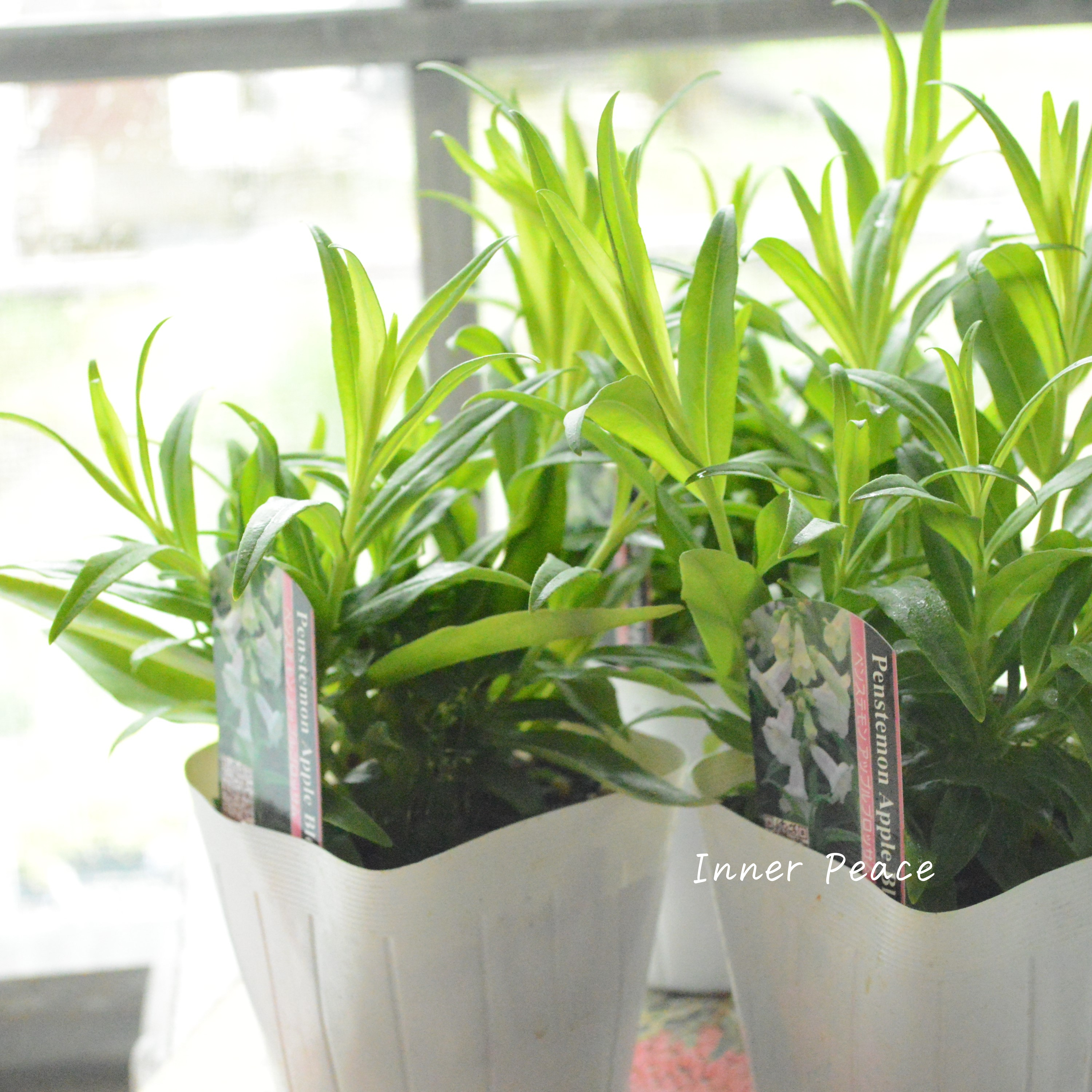 【宿根草】 ペンステモン 『アップルブロッサム』植え込み用 3.5寸POT