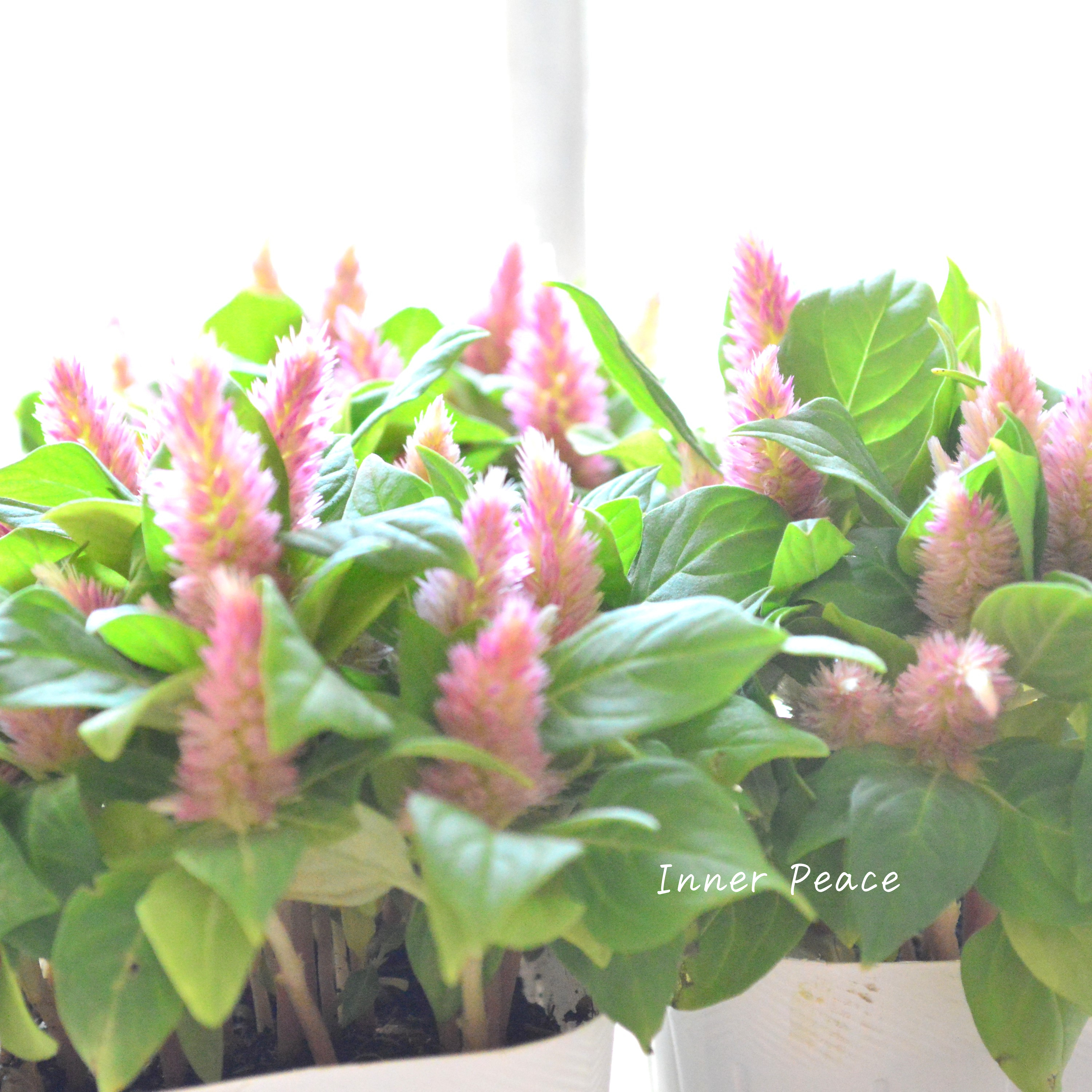 【秋のお花】 ケイトウ(多粒撒き) 『ピンクバイカラー』 3寸POT