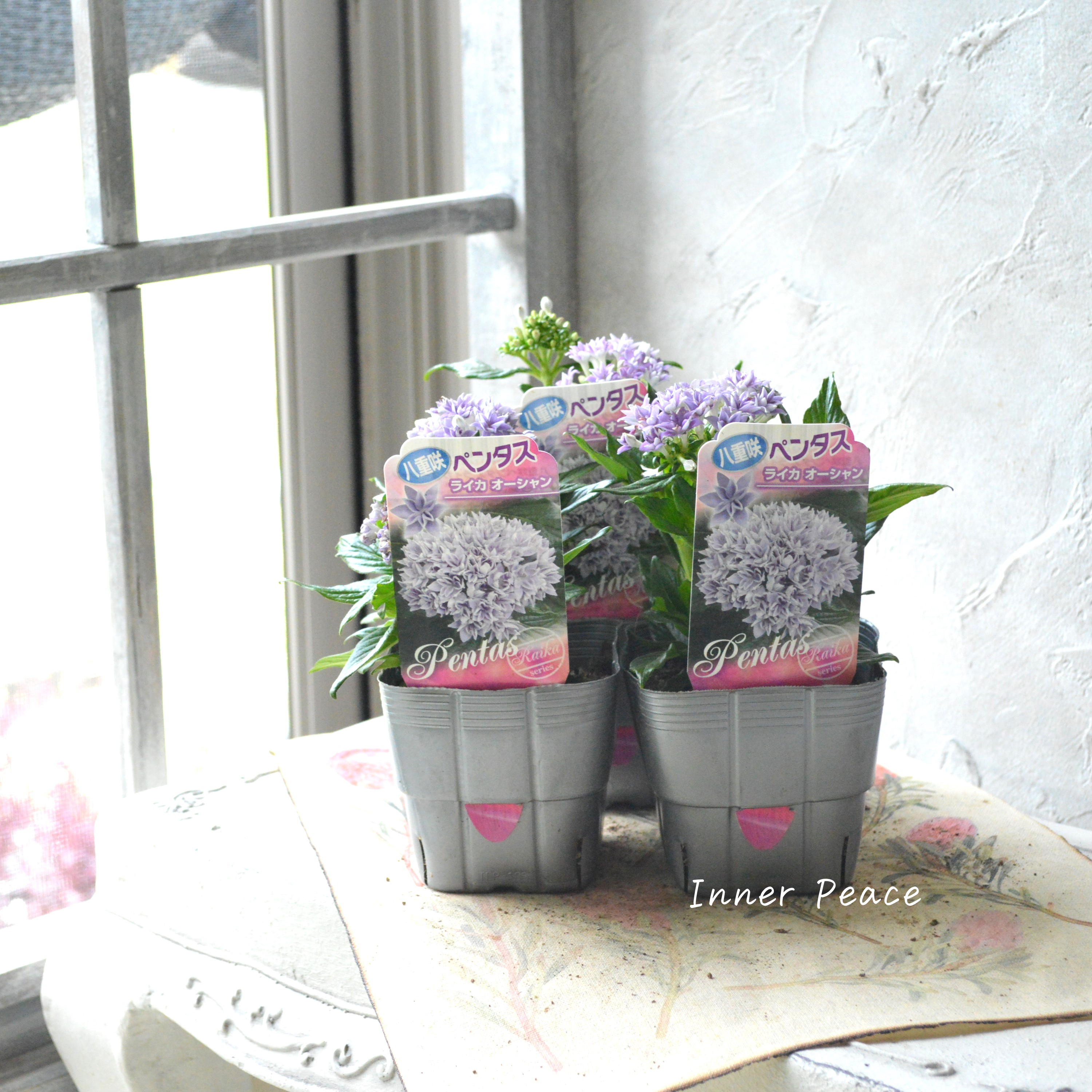 【暑さに強い】 八重咲きペンタス 『ライカ・オーシャン』 3.5寸POT