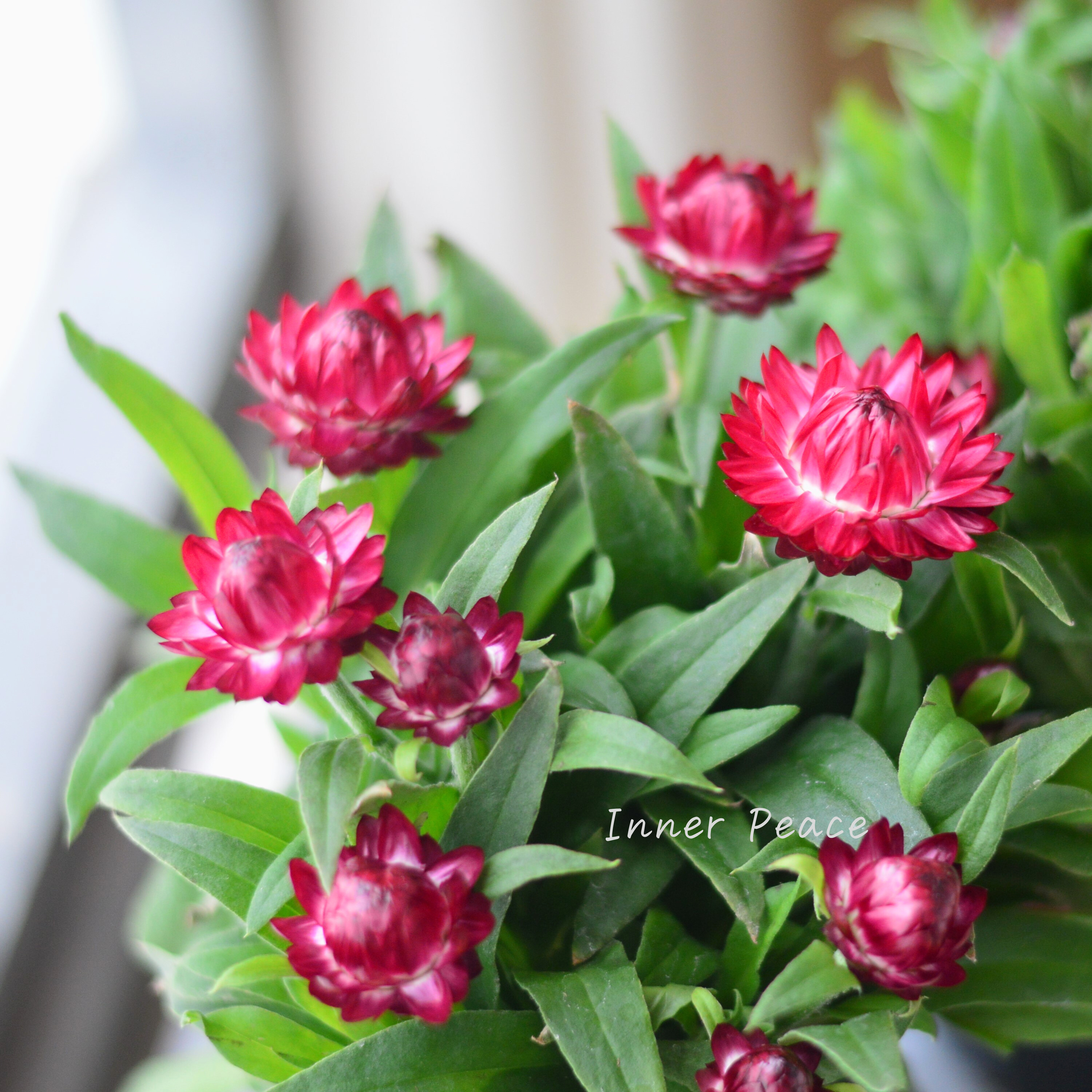 【ユニーク】 ブラクテアンサ(ヘリクリサム) 『モハベ・パープルレッド』 3.5寸POT