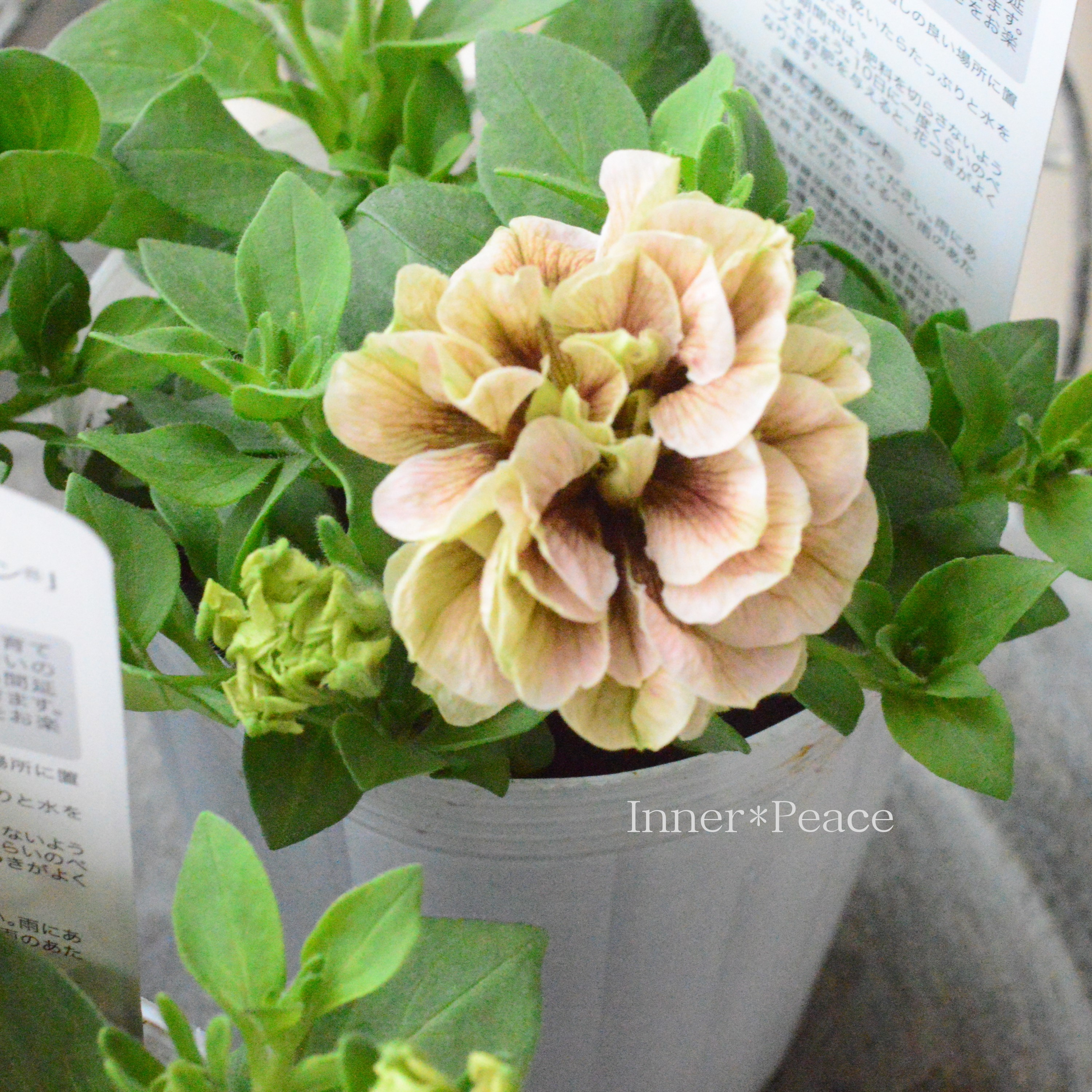 【花日和さんオリジナル】 ペチュニア 『ホイップマカロン・モカモンブラン』 3寸ロングPOT