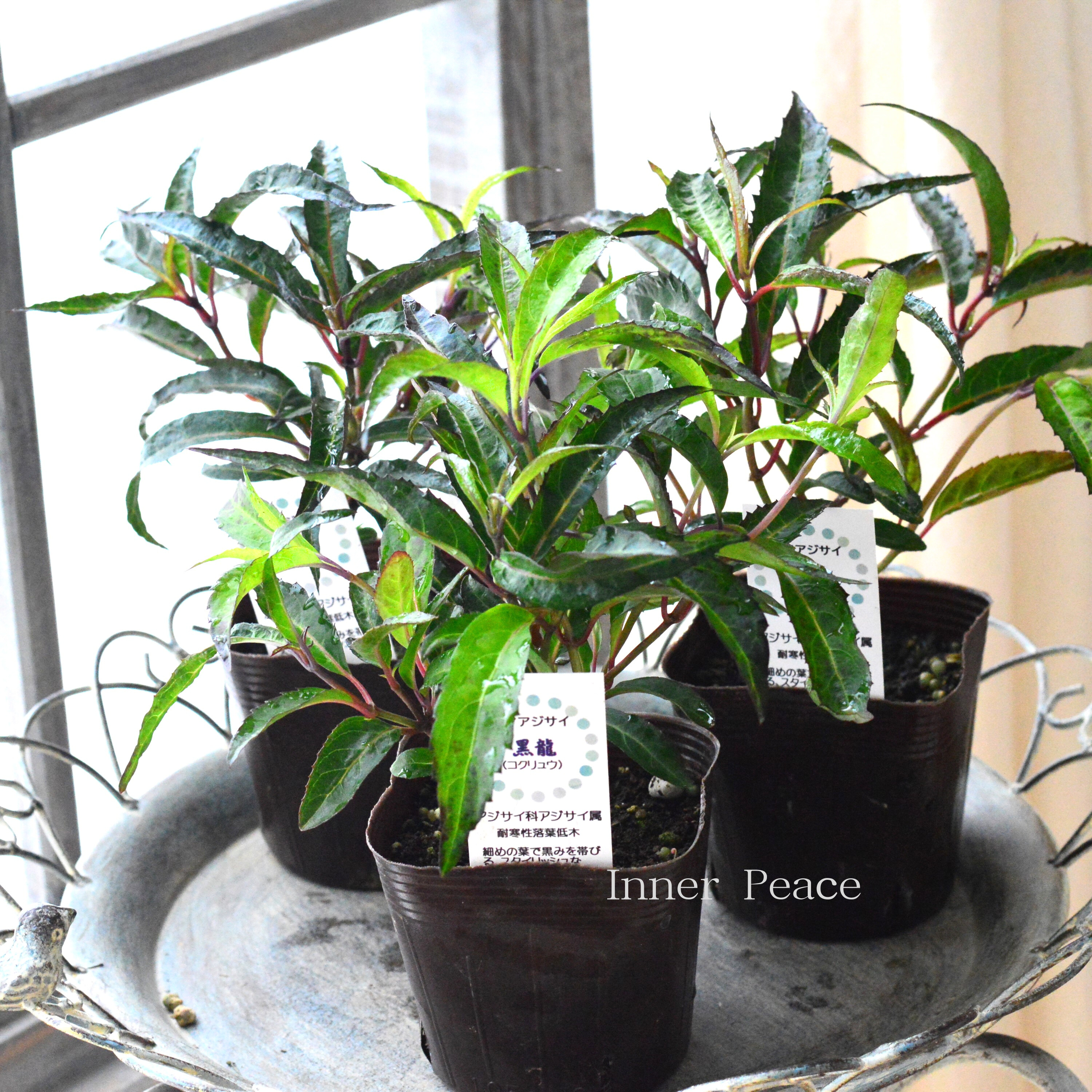 【黒葉】 山紫陽花 『黒龍 ~コクリュウ~』 3.5寸POT