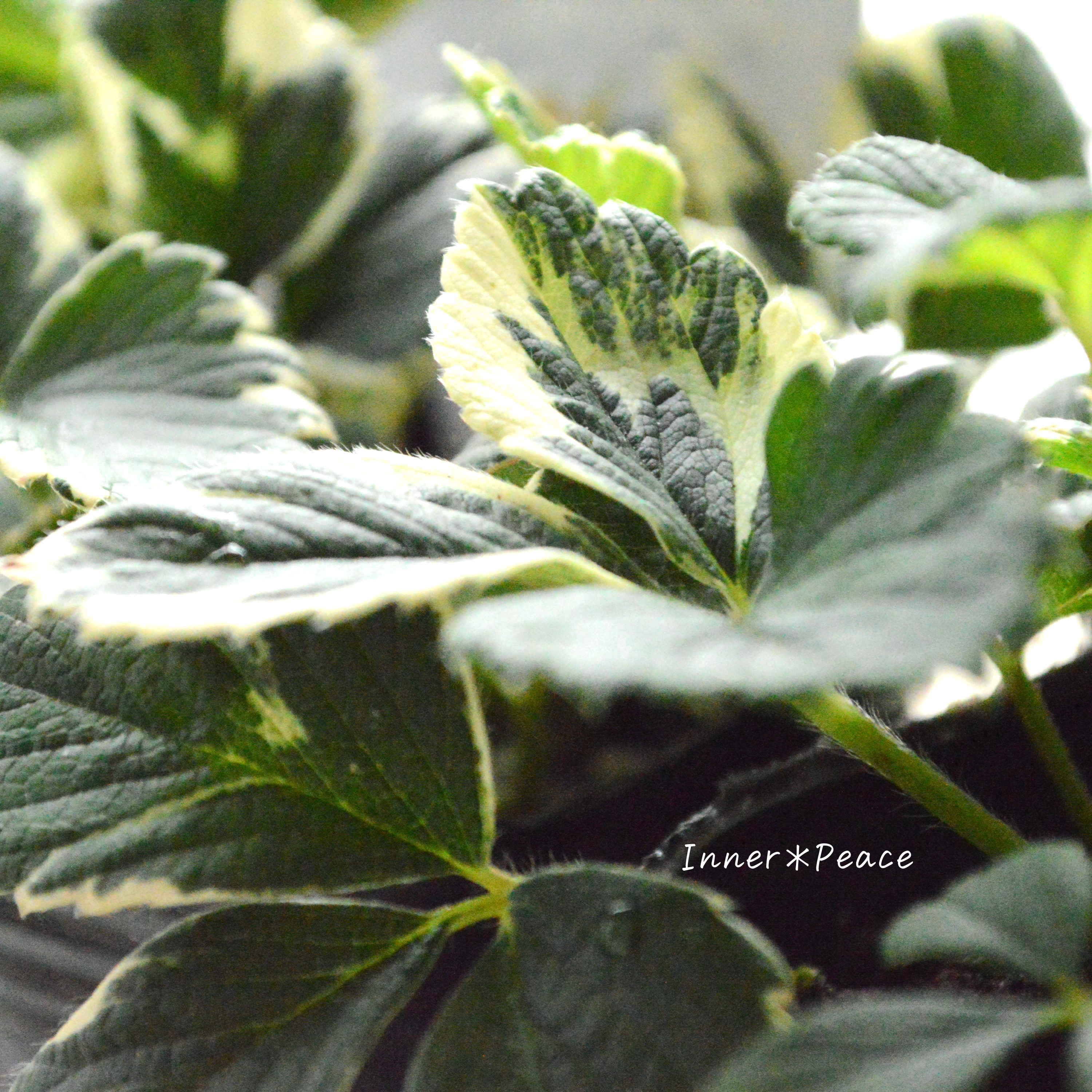 【斑入り】 マーブルストロベリー 3寸POT