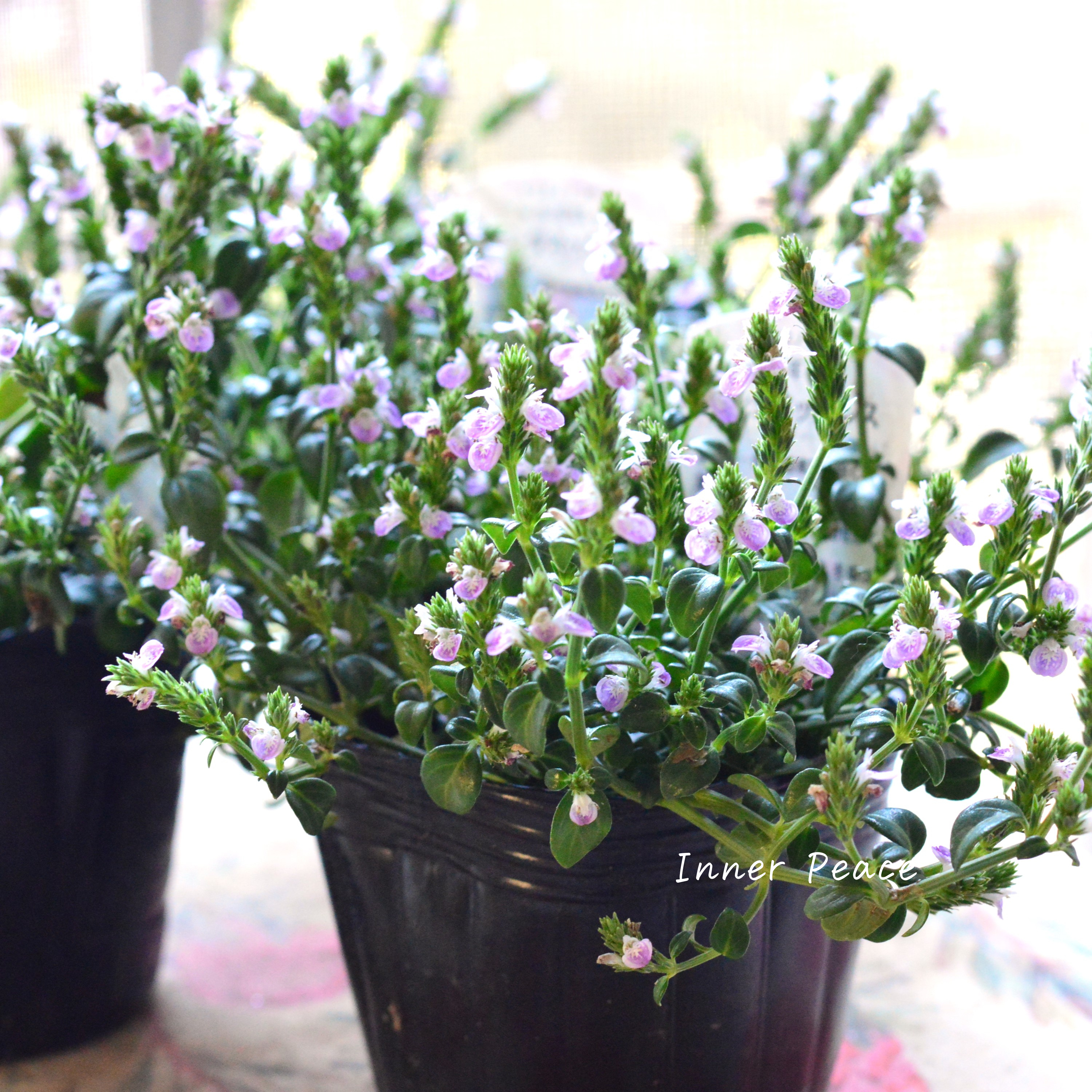 【かわいい】 ピンクネックレス (キツネノマゴ) 3寸POT