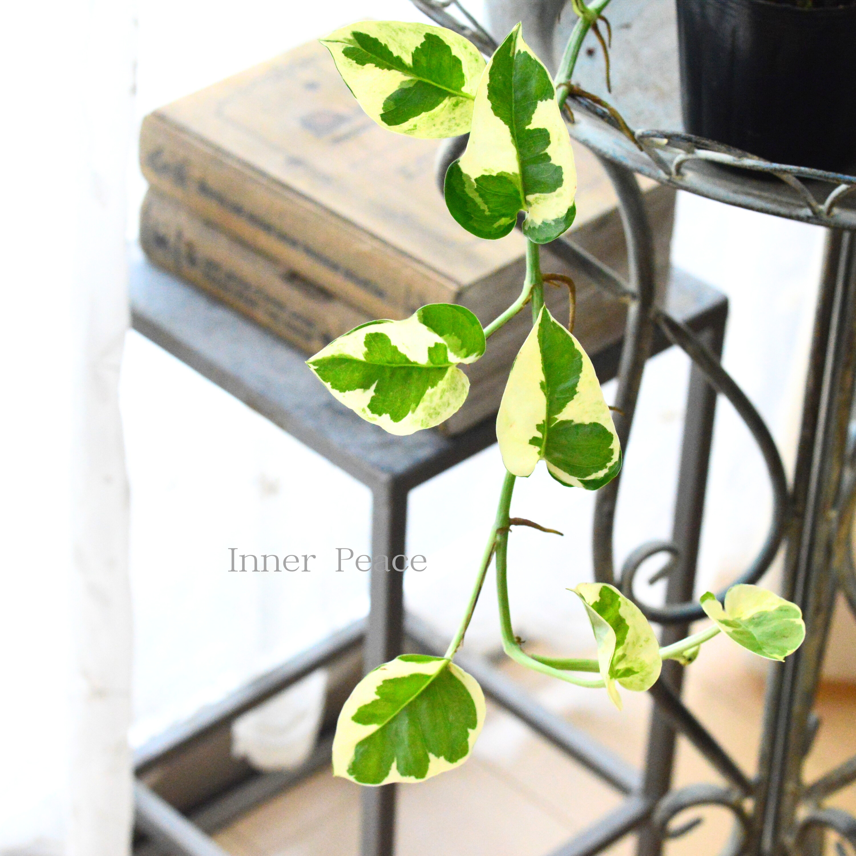 【観葉植物】 ポトス 『エンジョイ・ロング』 3寸POT