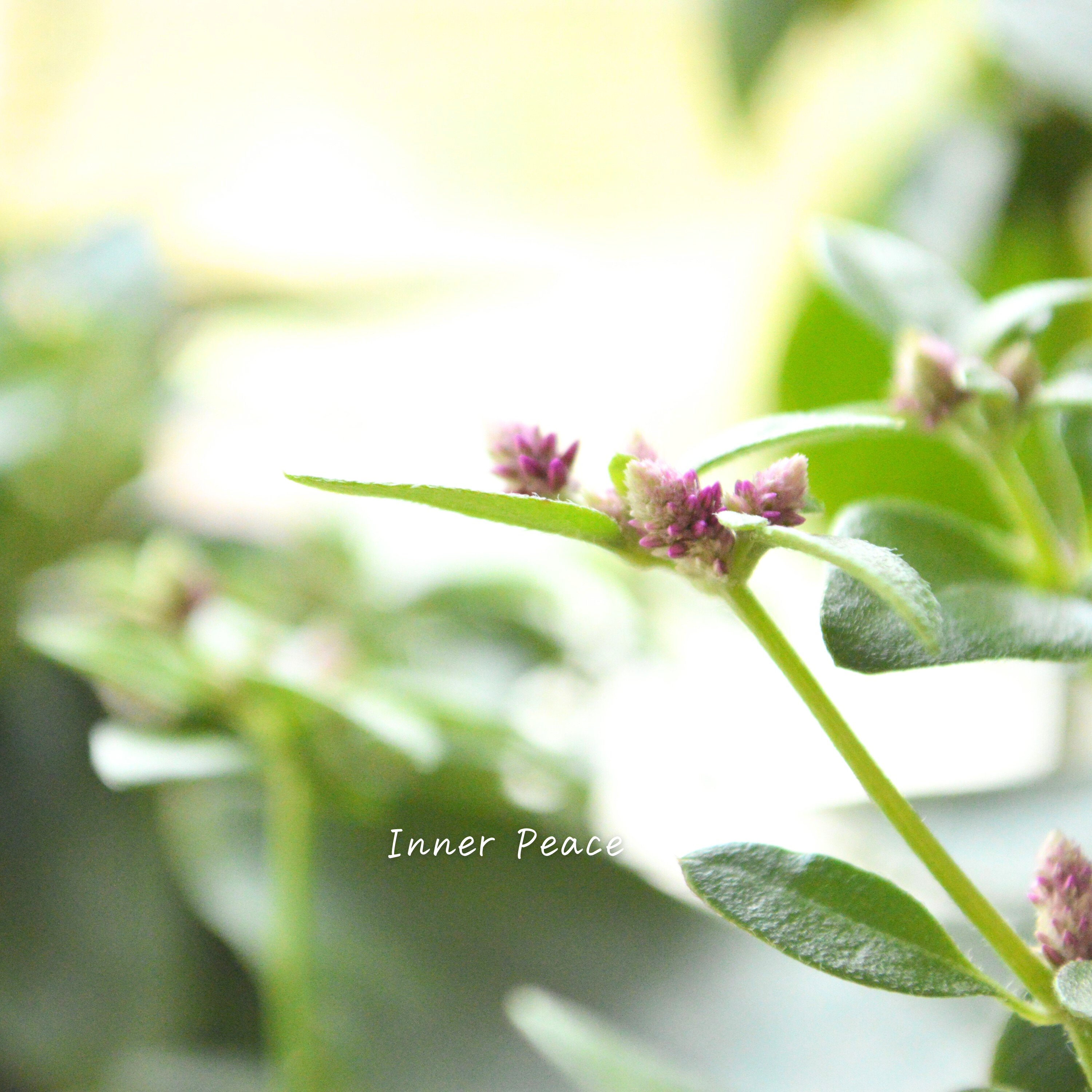 【かわいい】 アルテルナンテラ 『ミライ』 3寸POT