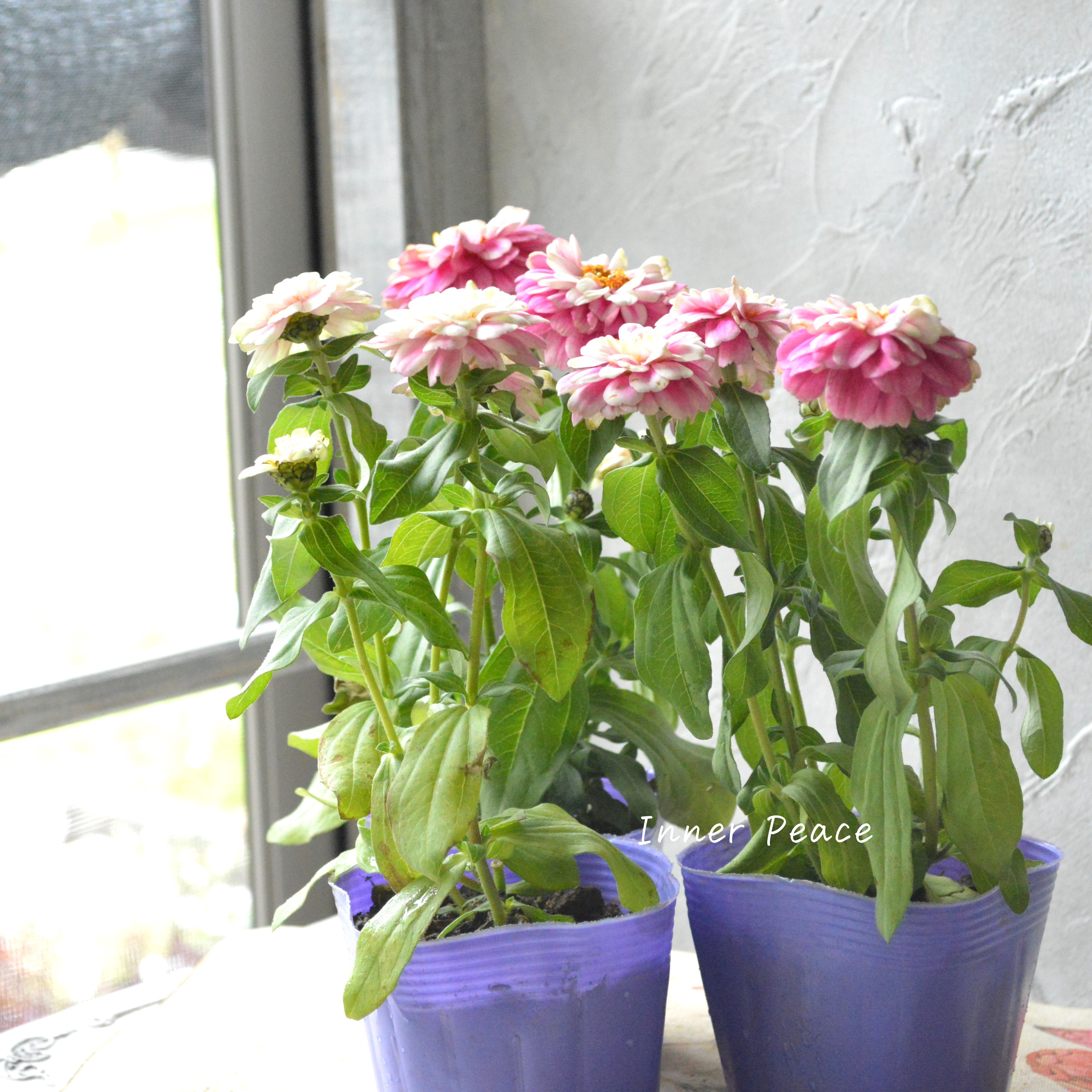 【八重咲き】 ジニア 『ダブルザハラ・ラズベリーリップル』 3寸POT