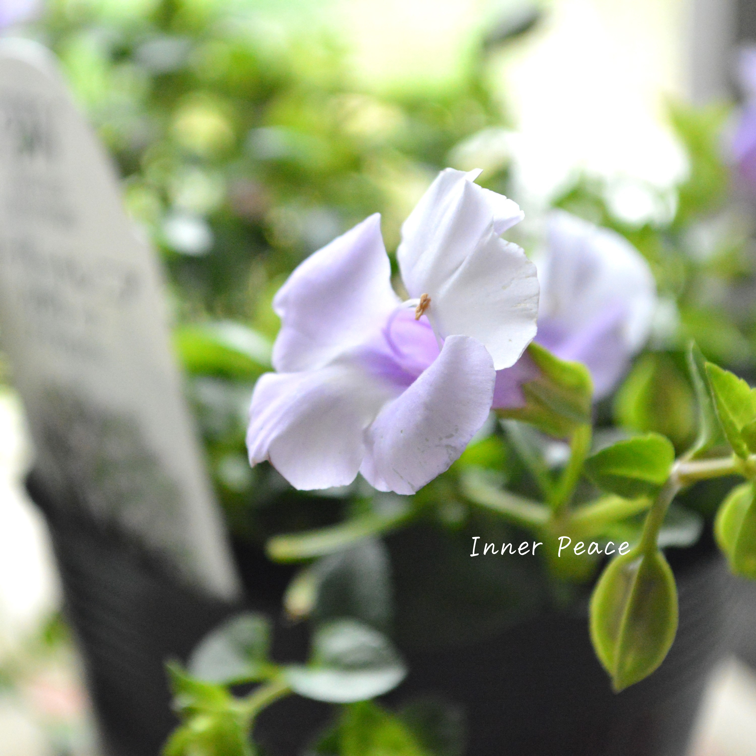 【PW】 スーパートレニア カタリーナ 『アイスリバー』 3.5寸POT