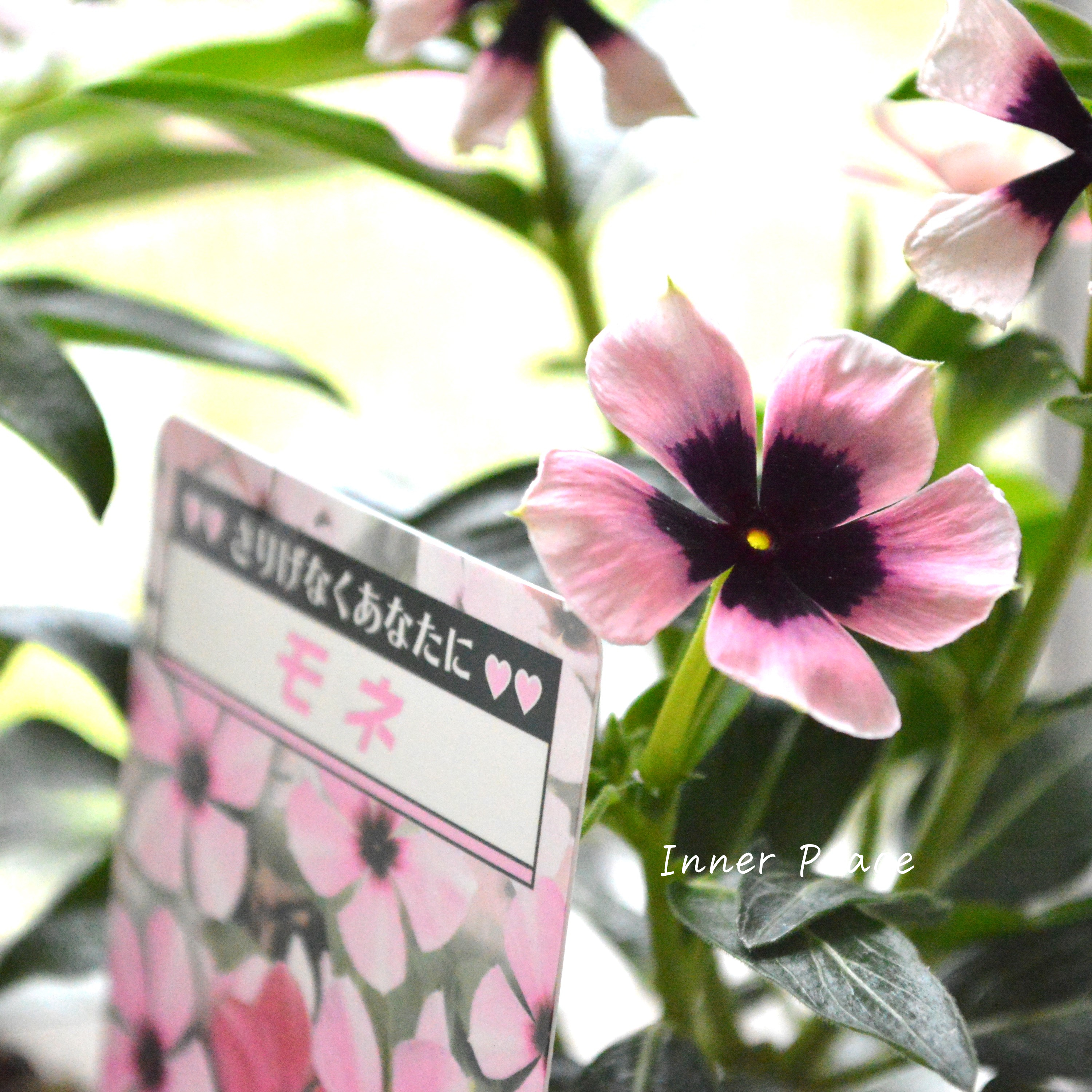 【北島園芸さん】 ニチニチソウ 『モネ』 3.5寸POT