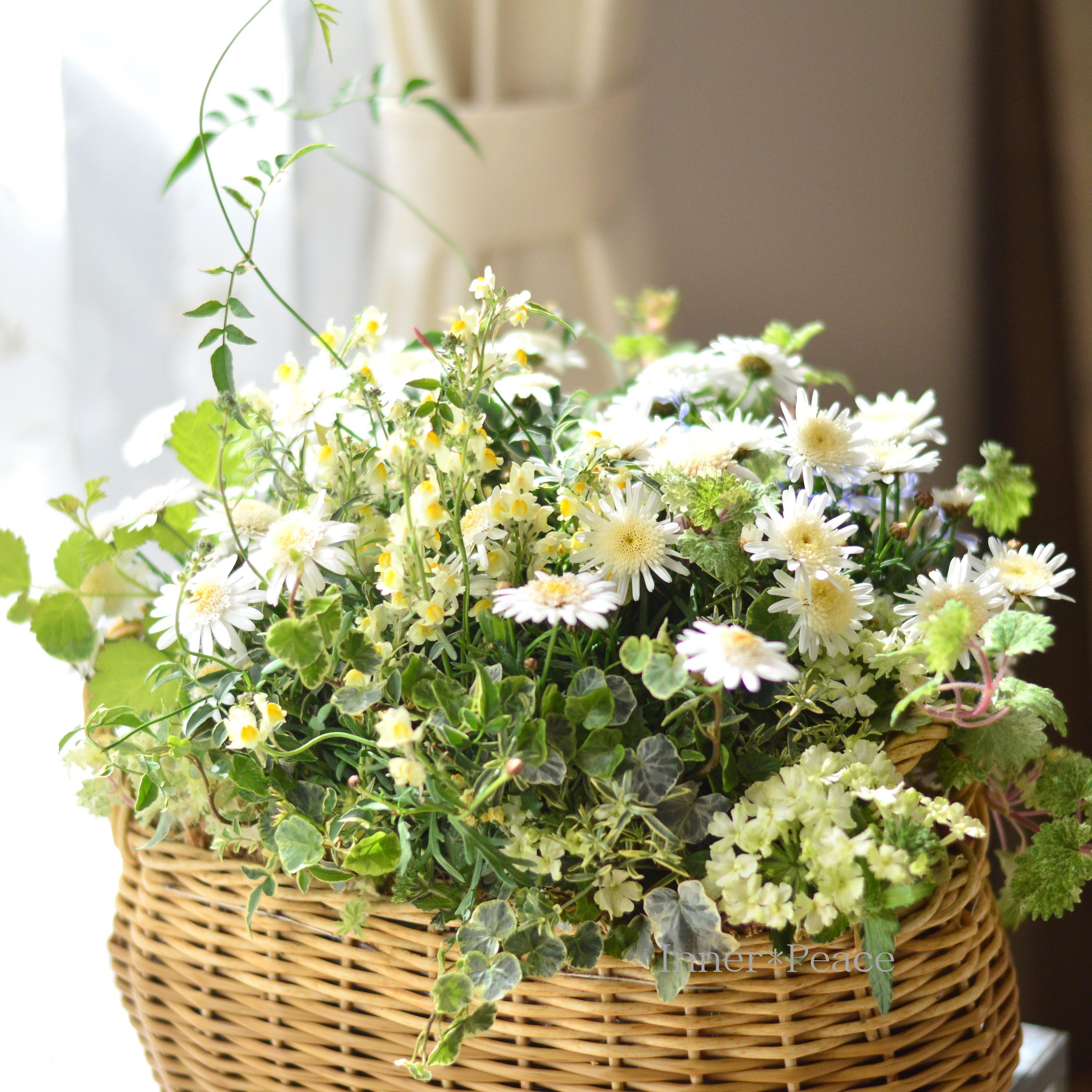 【春】 マーガレットのバスケット(ギャザリング)