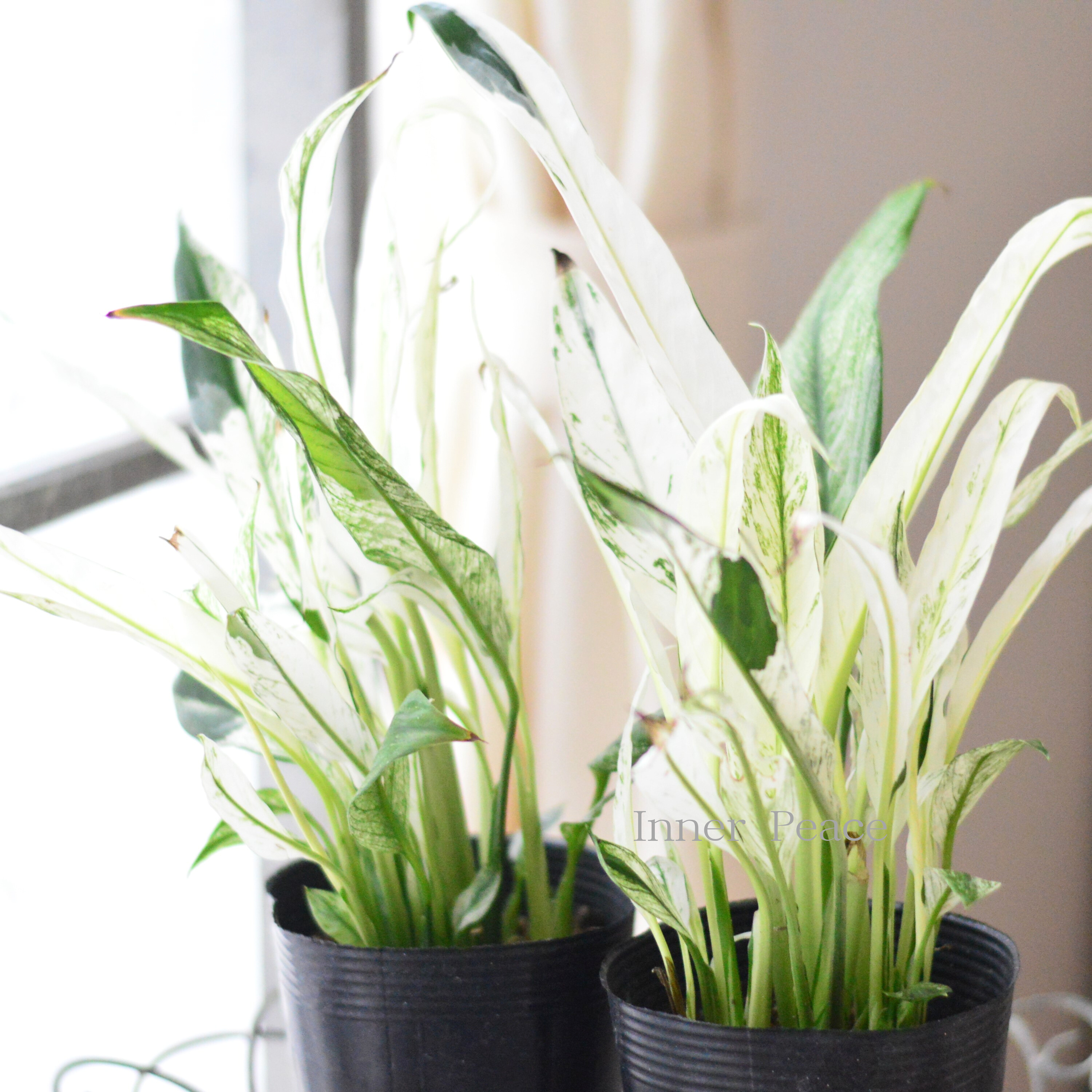 【観葉植物】 スパティフィラム 『ミコ』 3.5寸ロングPOT