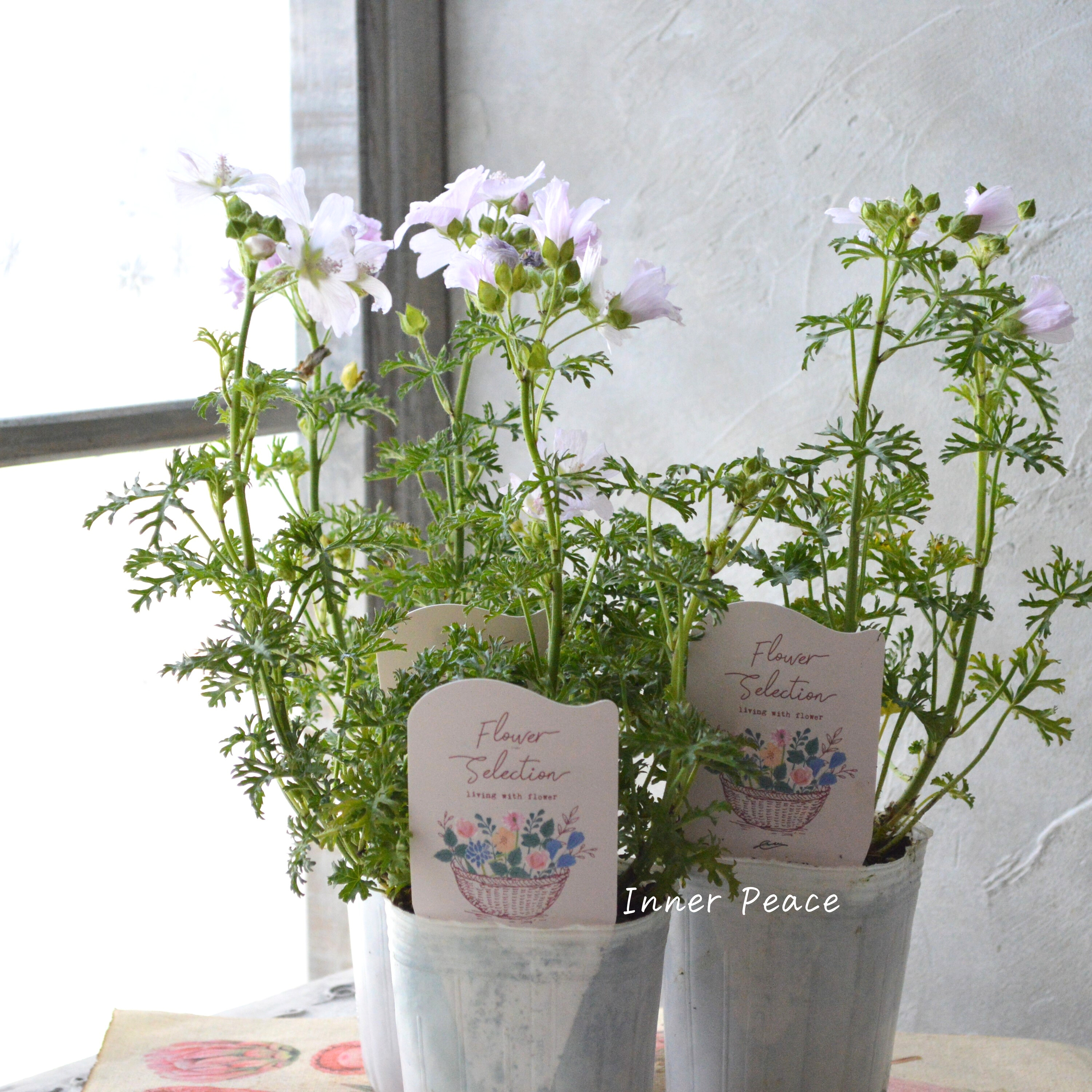 【美しい】 ムスクマロウ 『アップルブロッサム』 3寸POT