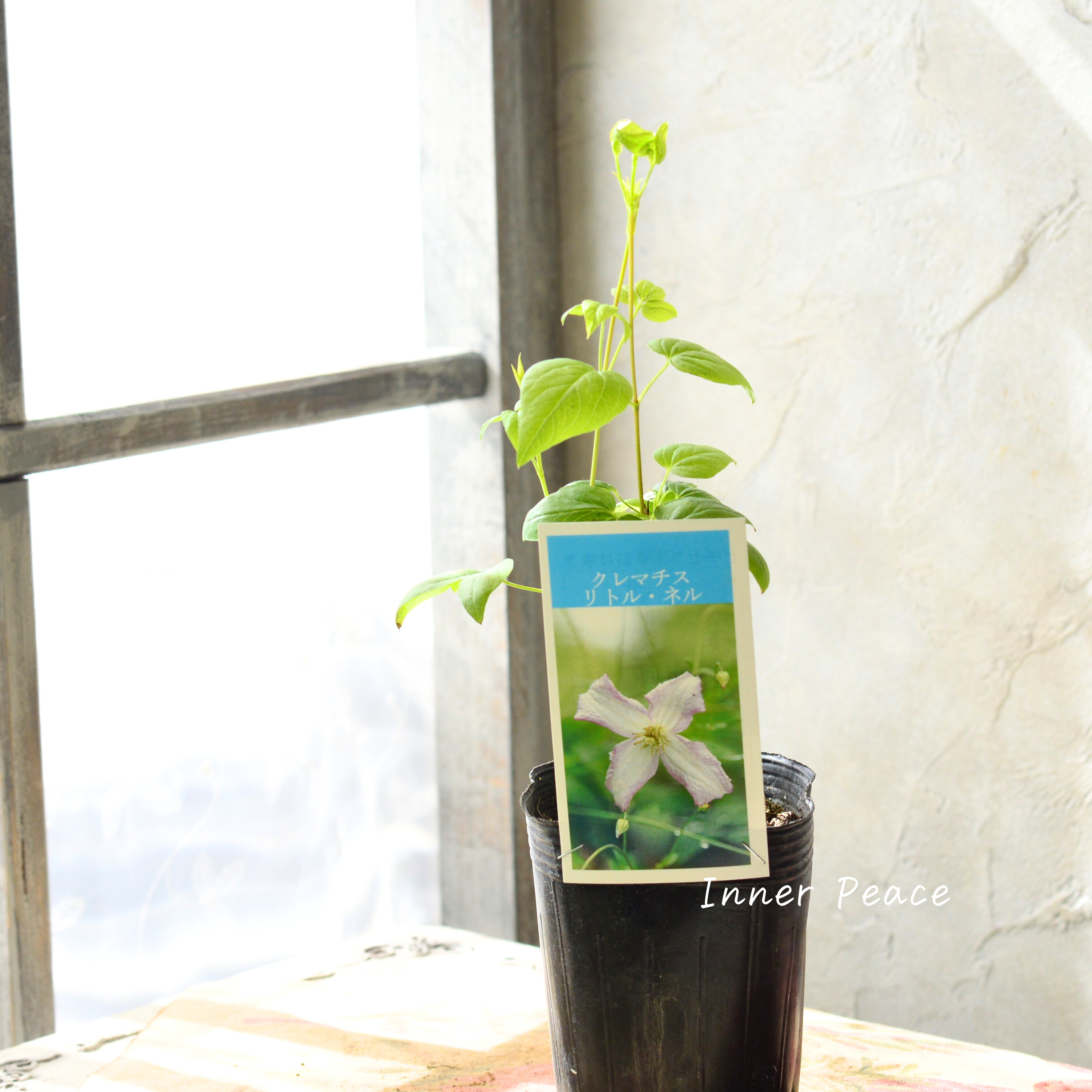 【及川フラグリーンさん】 クレマチス ビチセラ系 『リトルネル』 3寸POT