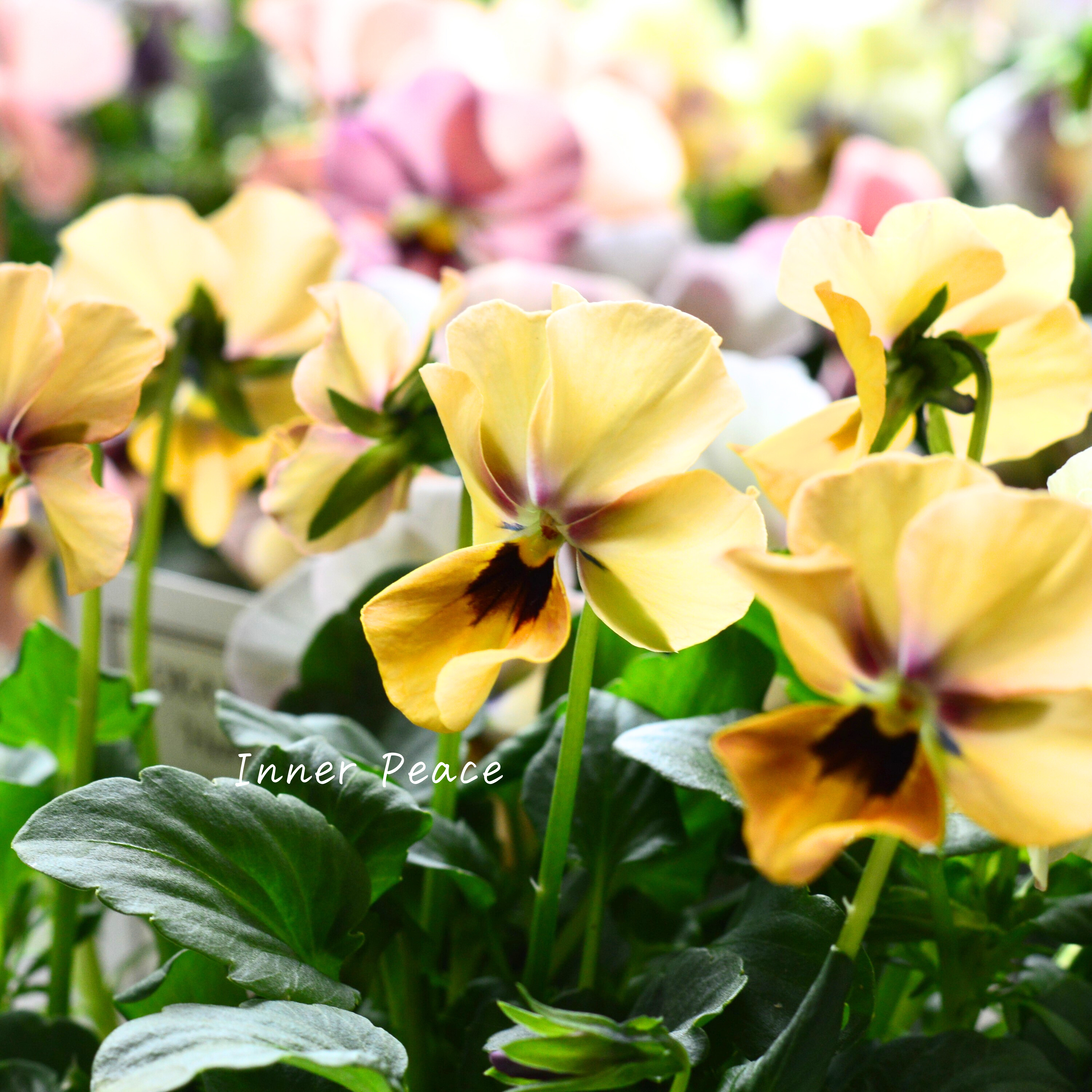 【美しい】 ビオラ ロカハーツ 『ホルシス』 3.5寸POT