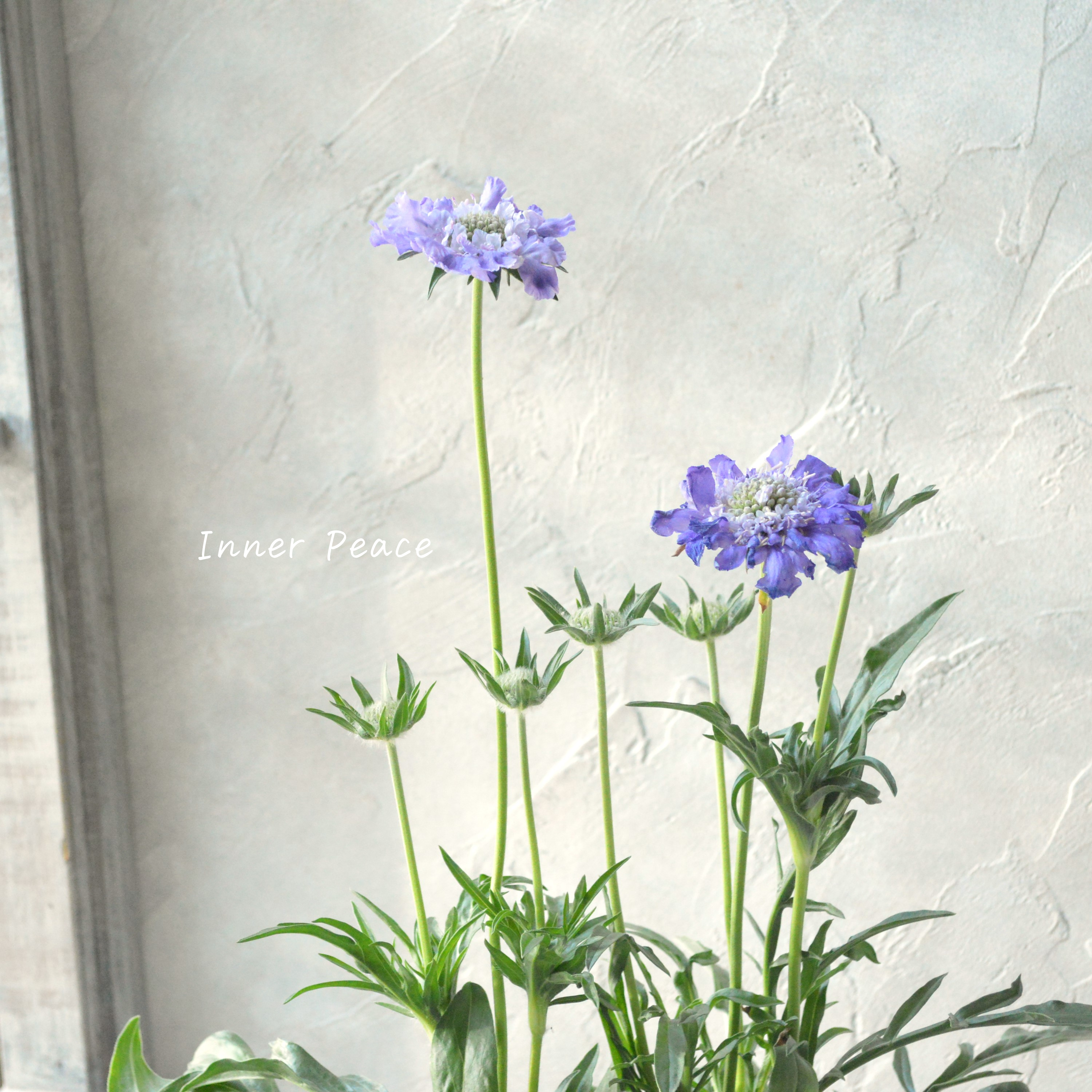 【大輪】 スカビオサ 『ファーマ・ブルー』 3.5寸POT