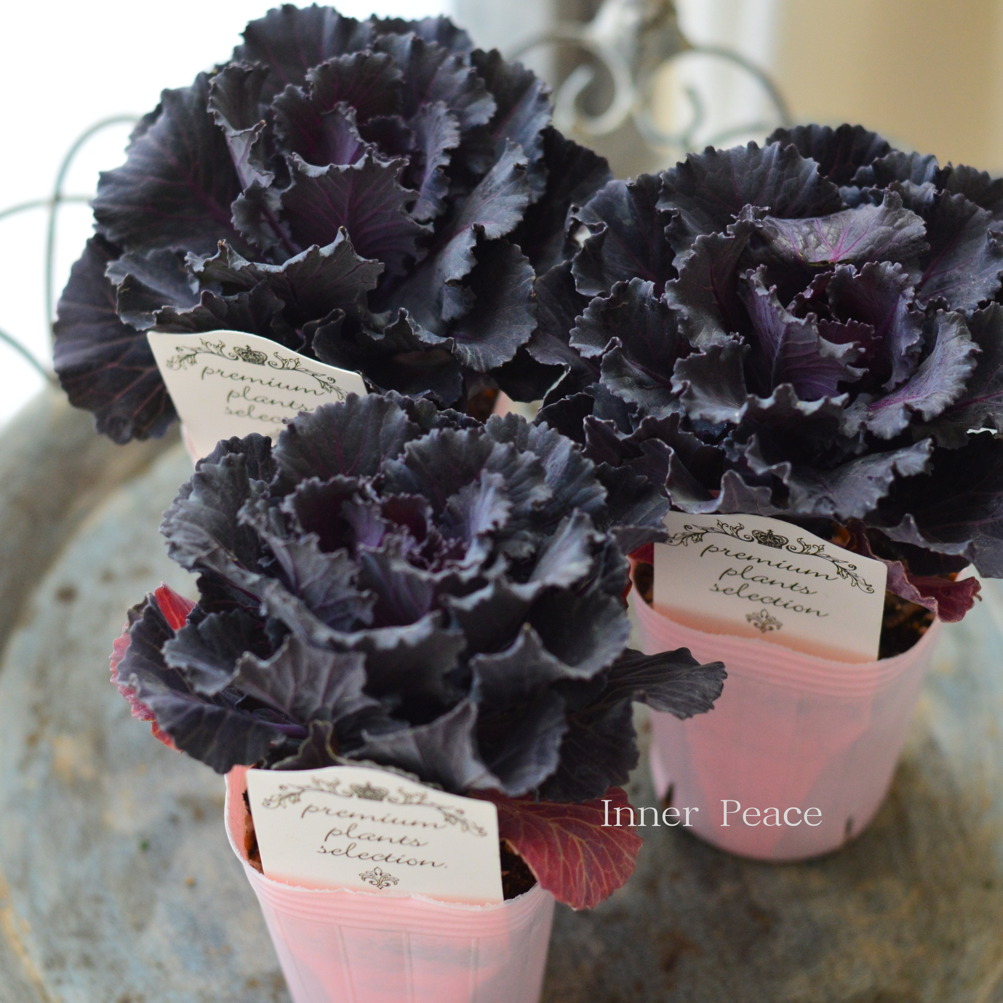 【シック】 葉牡丹 『ブラックジュエル』 2.5寸ロングPOT