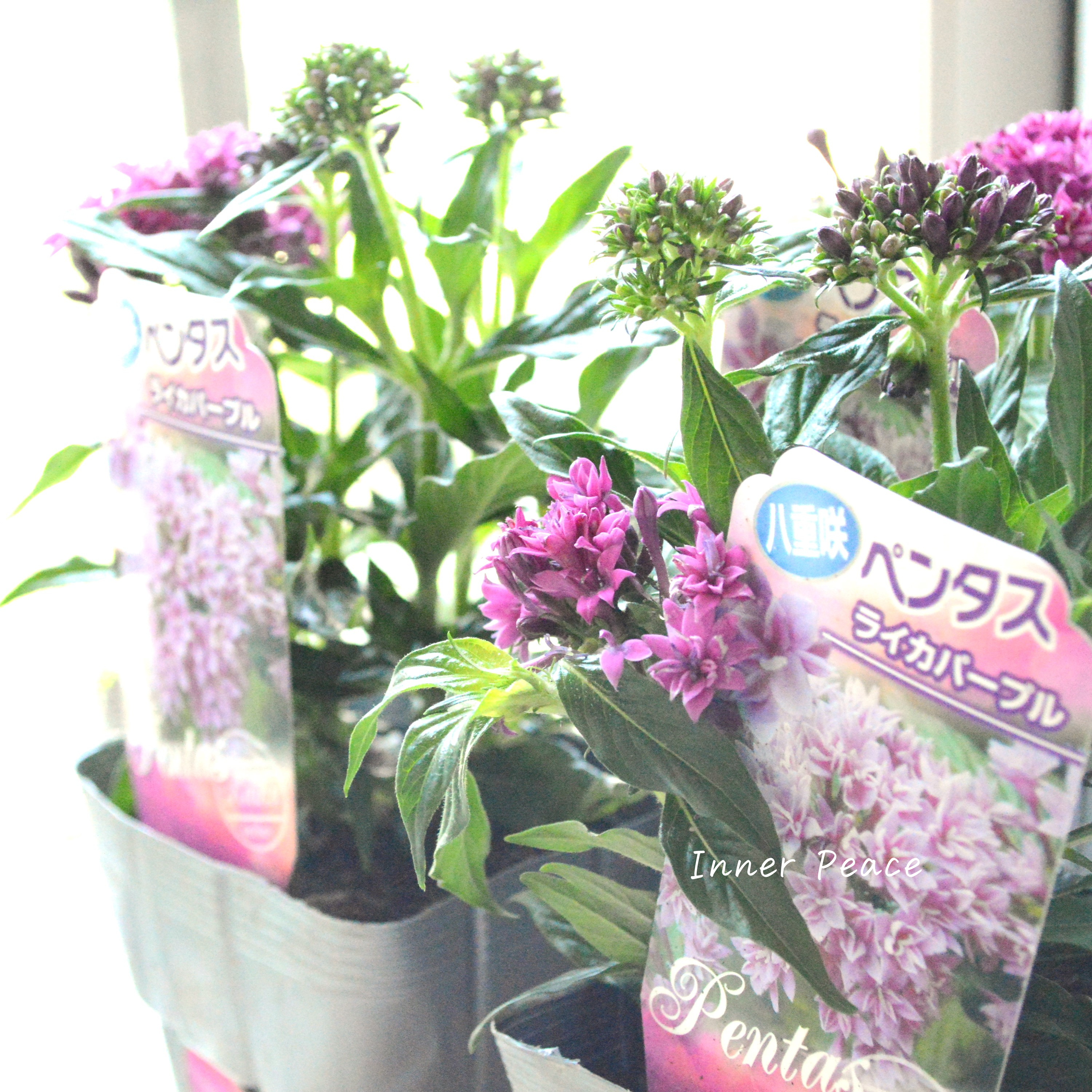 【暑さに強い】 八重咲きペンタス 『ライカ・パープル』 3.5寸POT