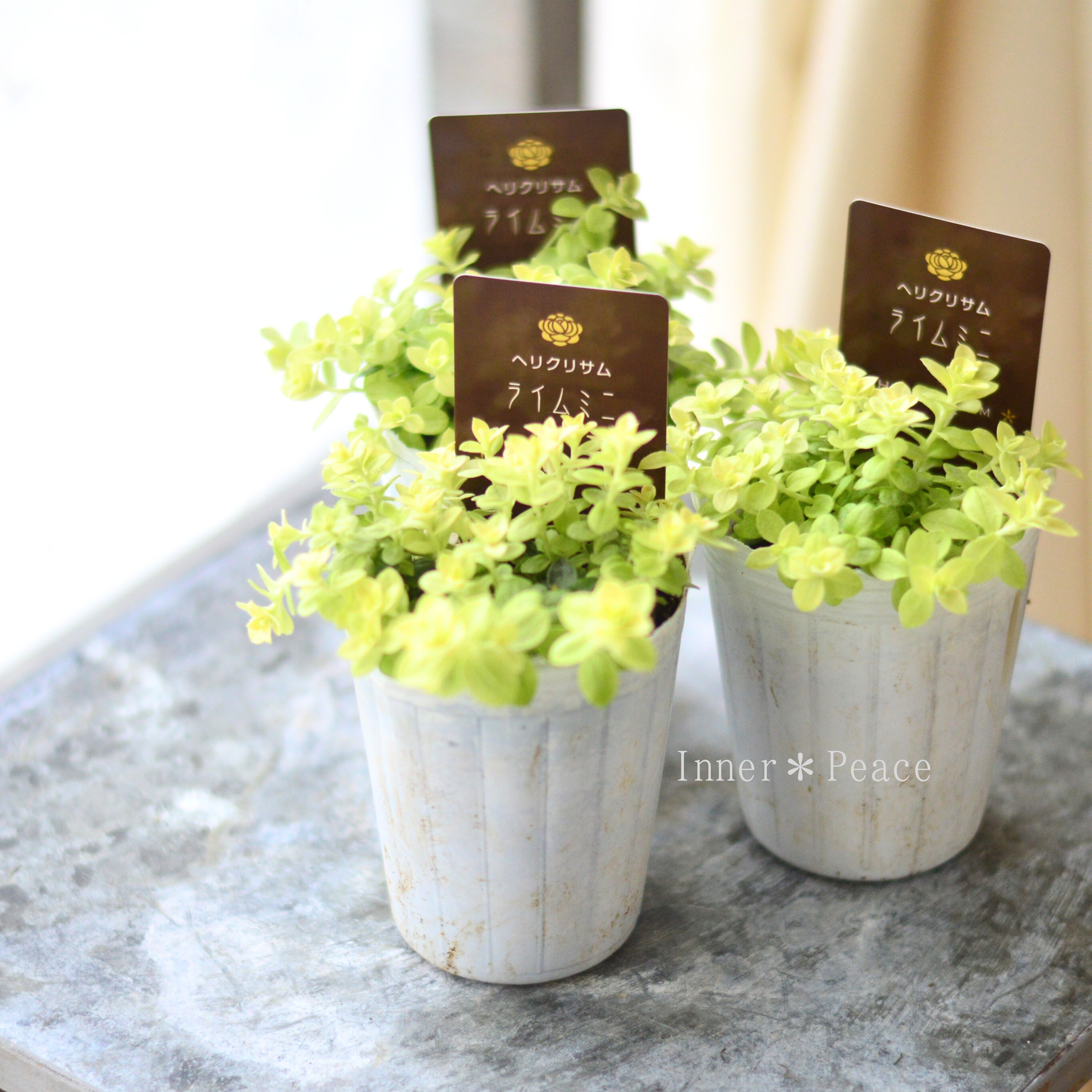 【爽やか】 ヘリクリサム 『ライムミニ』 2.5寸~3寸POT