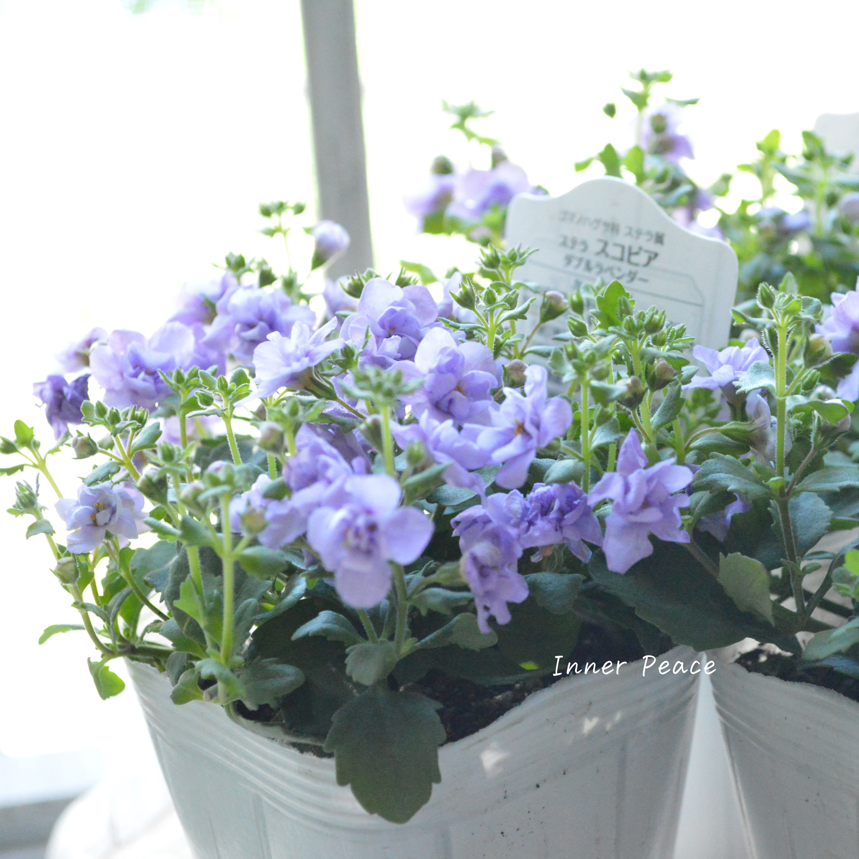 【八重咲き】 バコパ 『ステラ・スコピア ダブルラベンダー』 3.5寸POT