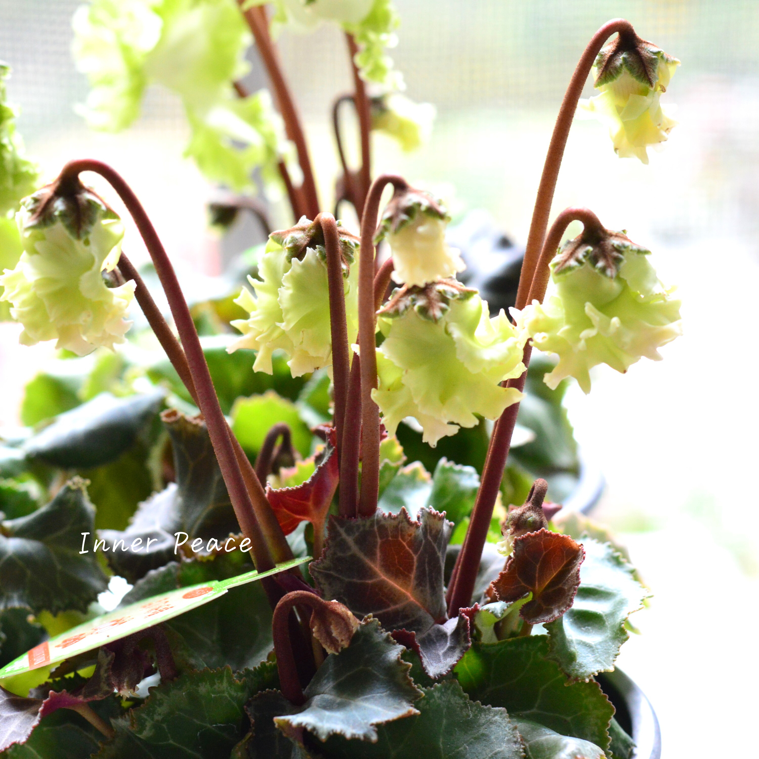 【美しい】 ガーデンシクラメン 『森の妖精』 3寸ロング硬質POT