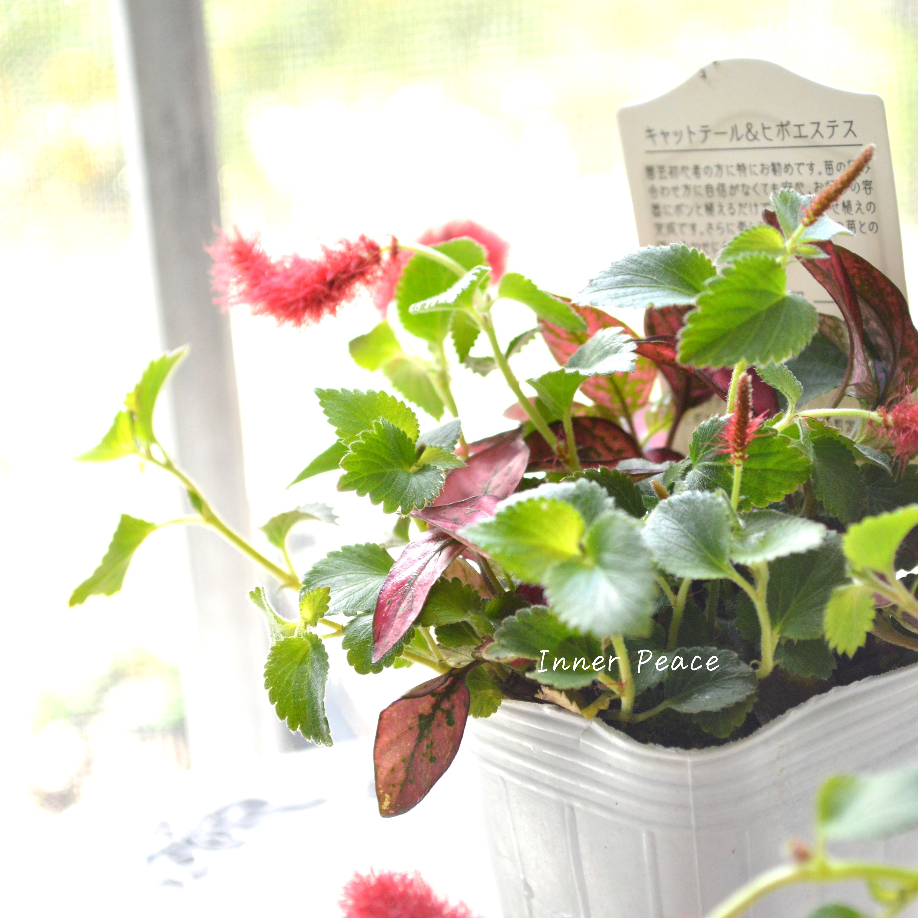 【寄せ植えに】 ヒポキャット(ヒポエステス赤+キャッツテール) 2.5寸ロングPOT