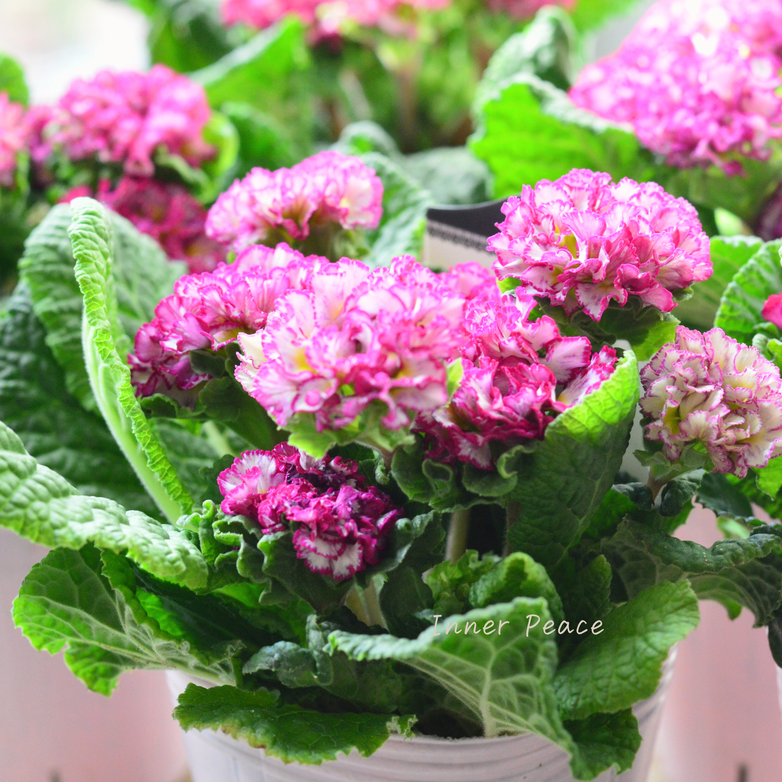 【k-plantsさん】 フリンジ咲き プリムラ 『ポンポンラパン・ピンクレッド系』 2.5寸ロングPOT