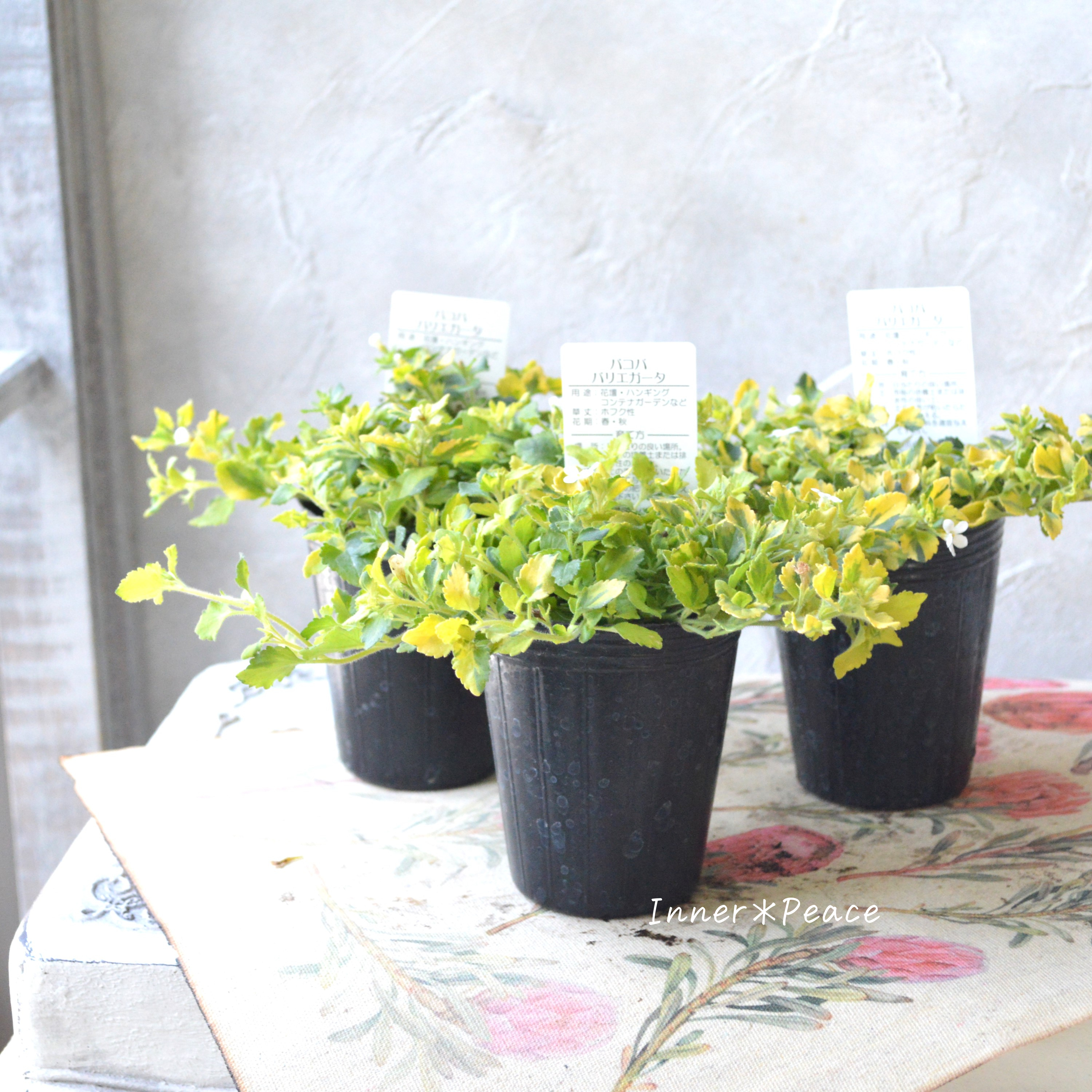 【斑入り】バコパ 『ライムバリエガータ』 2.5寸POT