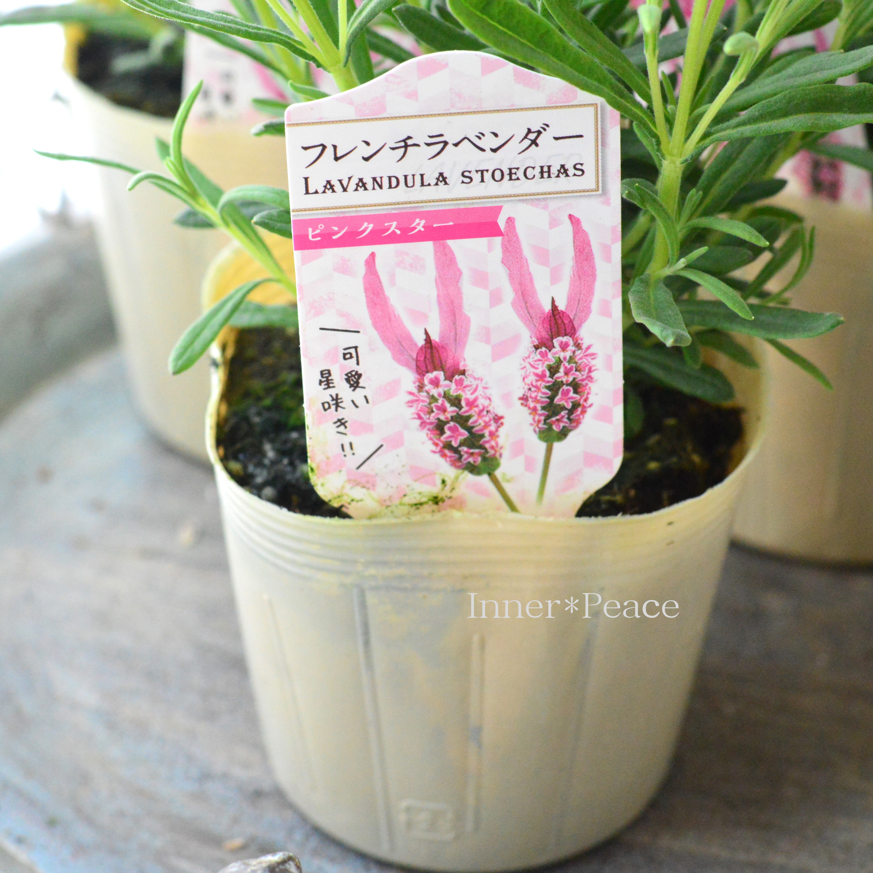 【New】 フレンチラベンダー 『ピンクスター』 3.5寸POT