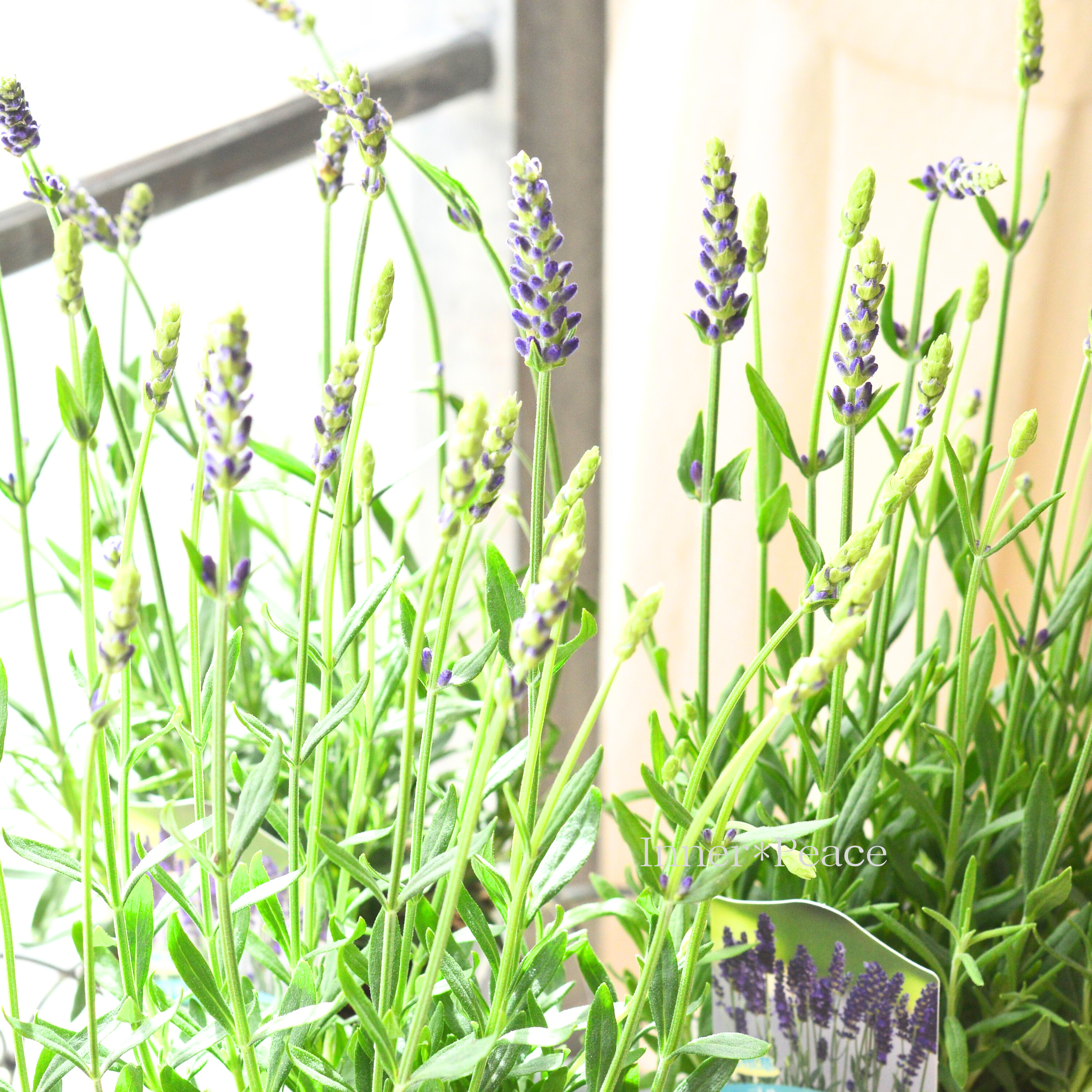 【良い香り】 イングリッシュラベンダー 『ブルースピアー』 3.5寸POT