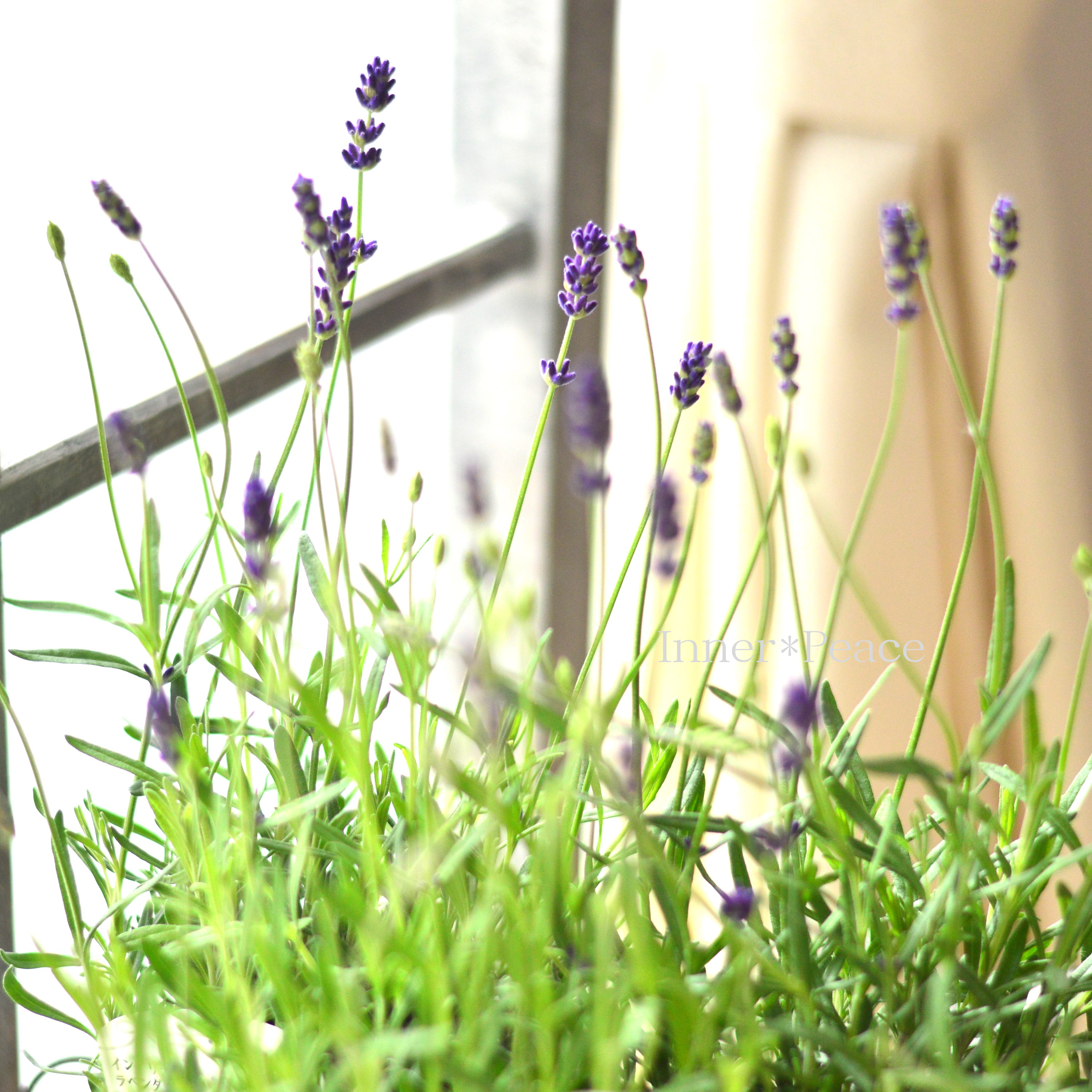 【良い香り】 イングリッシュラベンダー 『アヴィニョン・アーリーブルー』 3.5寸POT