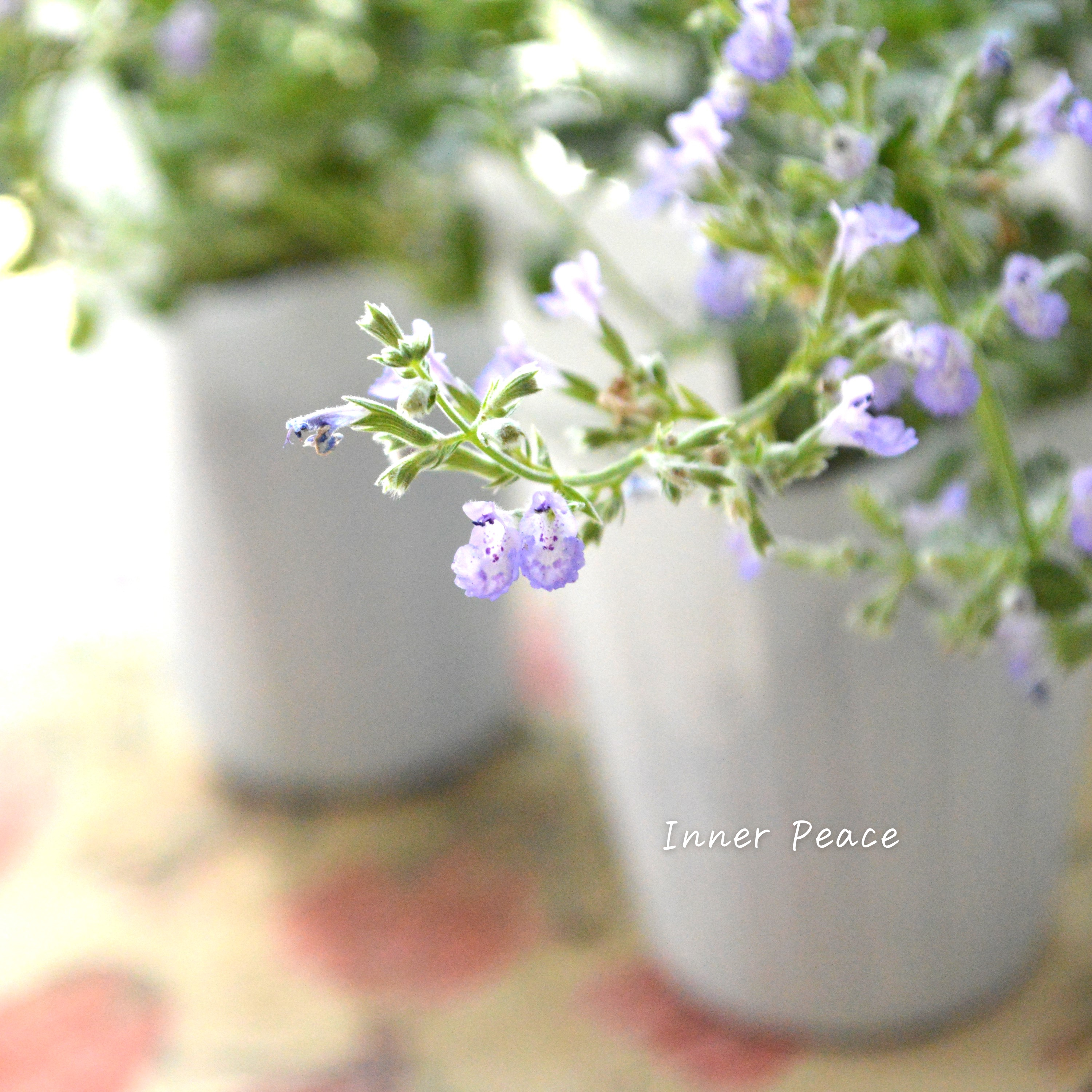 【宿根】 カラミンサ 『薄パープル』 2.5寸POT