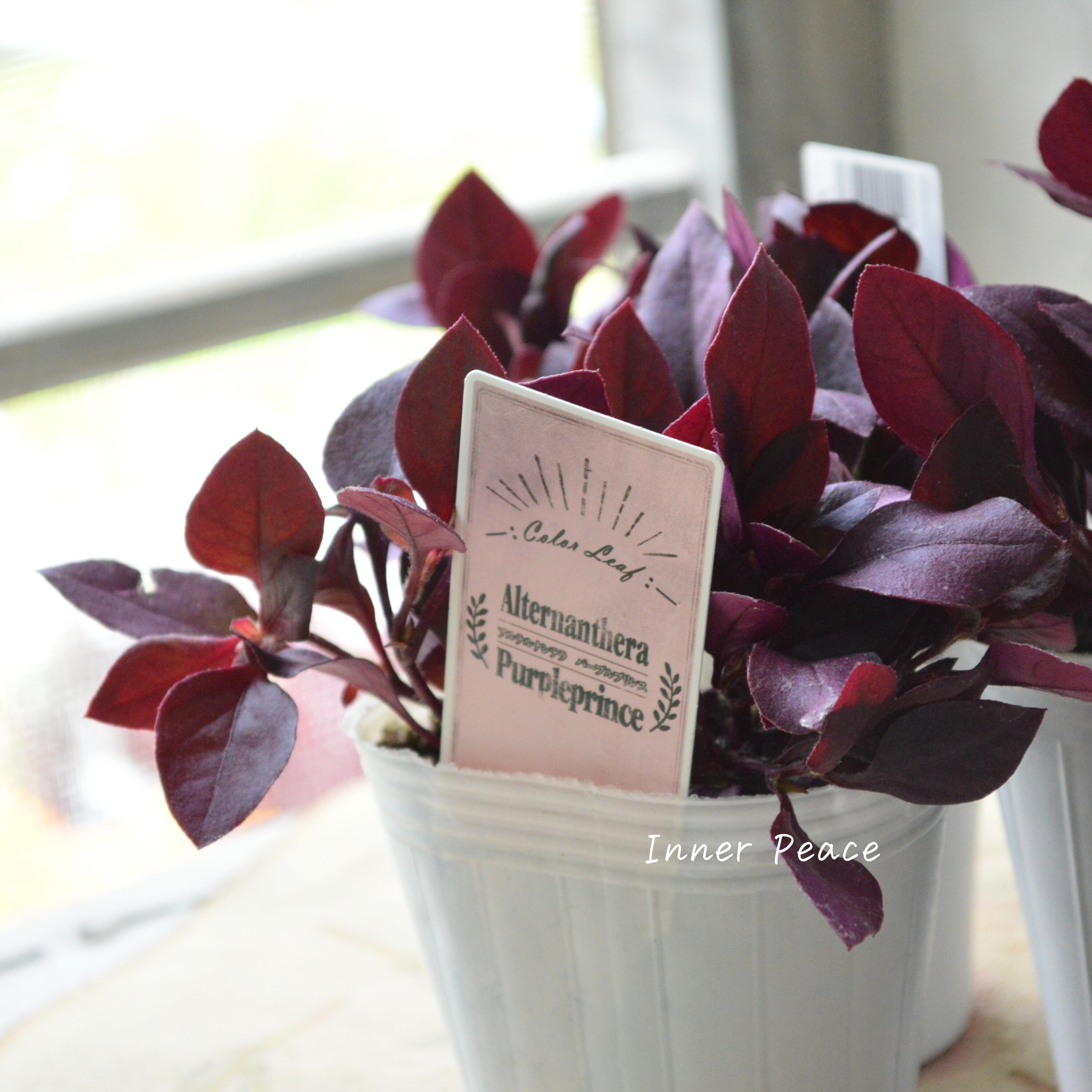 【暑さに強い】 アルテルナンテラ 『パープルプリンス』 2.5寸~3寸POT