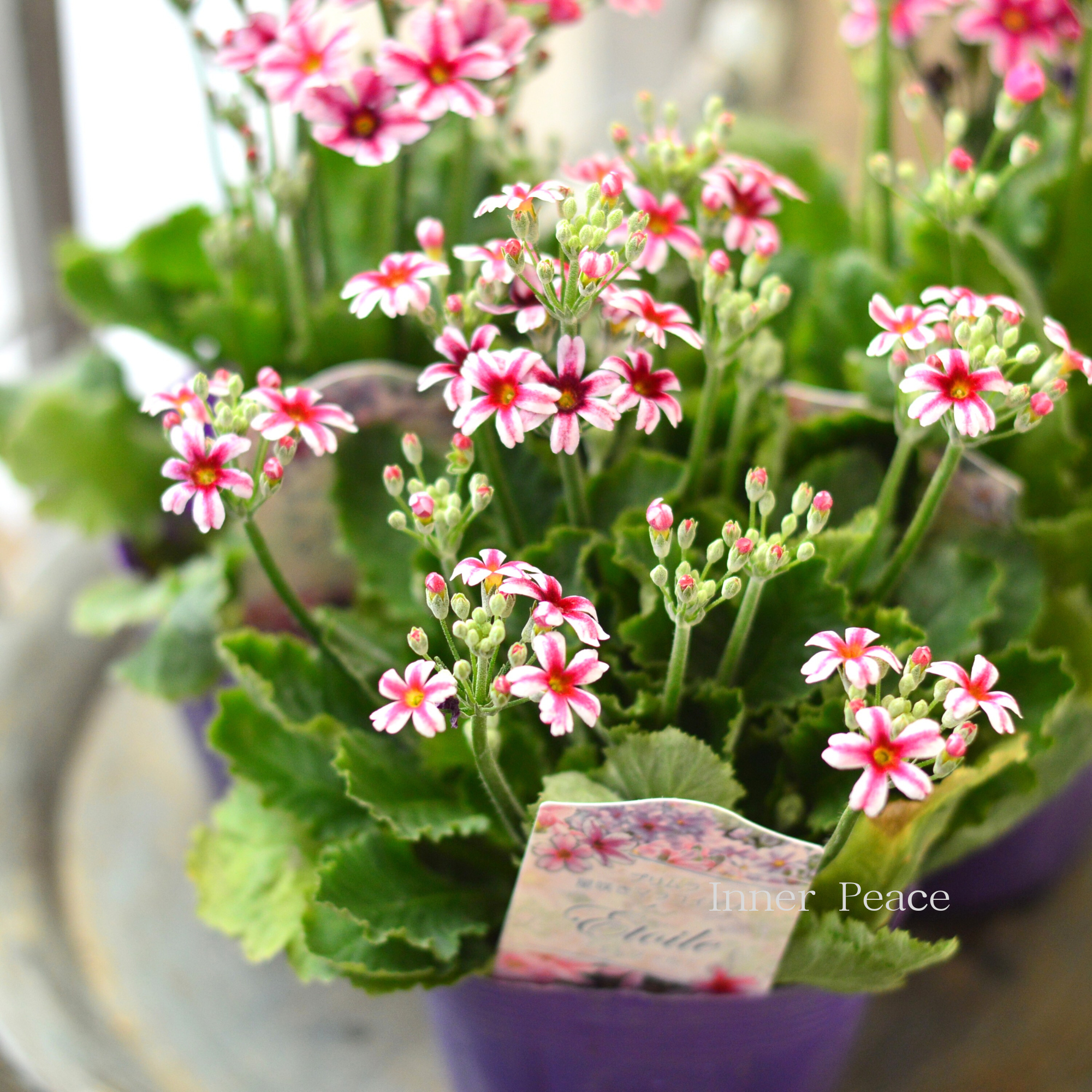 【星咲き】 プリムラ マラコイデス 『エトワール・レッド系』 3.5寸POT