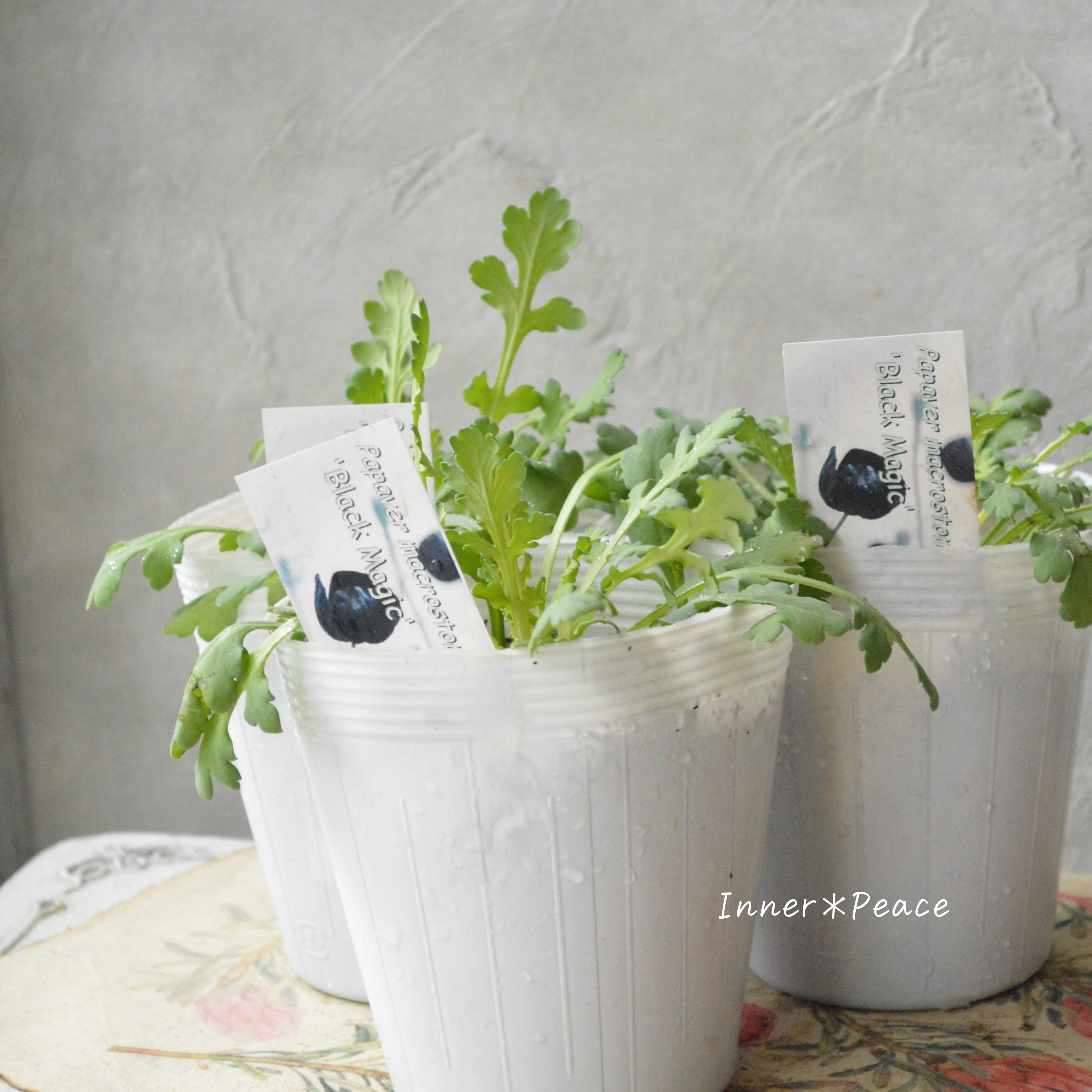 【希少】 ポピー 『ブラックマジック』 3.5寸ロングPOT