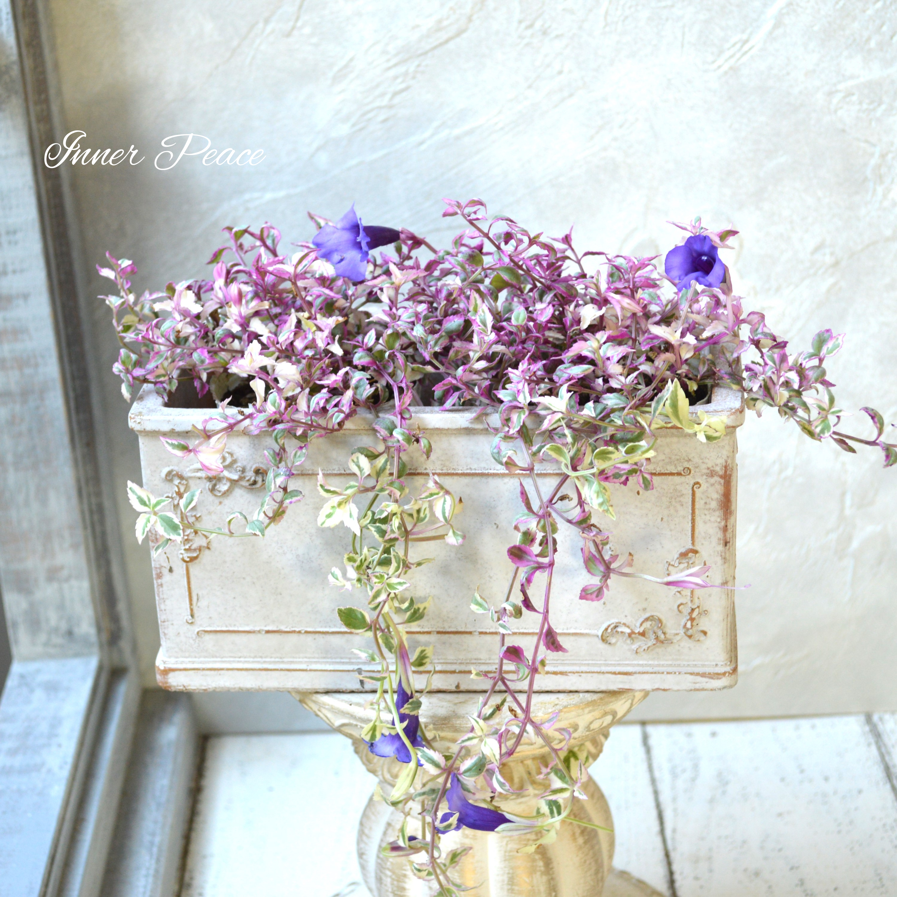 【斑入り】 トレニア 『スイートマジック』 2.5寸ロングPOT