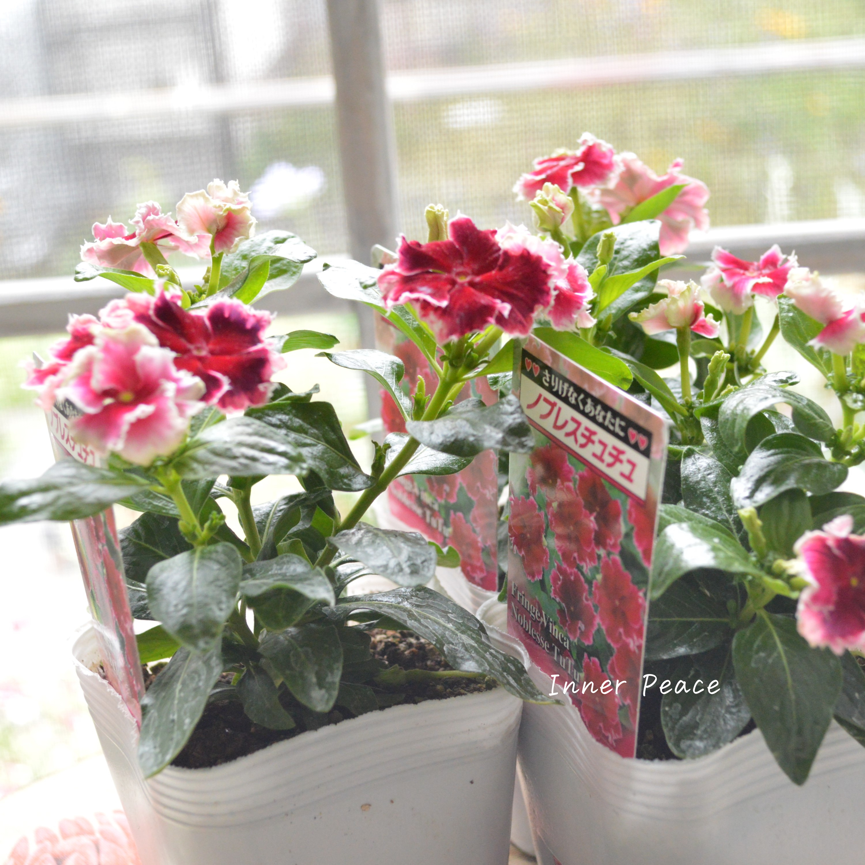 【北島園芸さん】 ニチニチソウ 『ノブレスチュチュ』 3.5寸POT