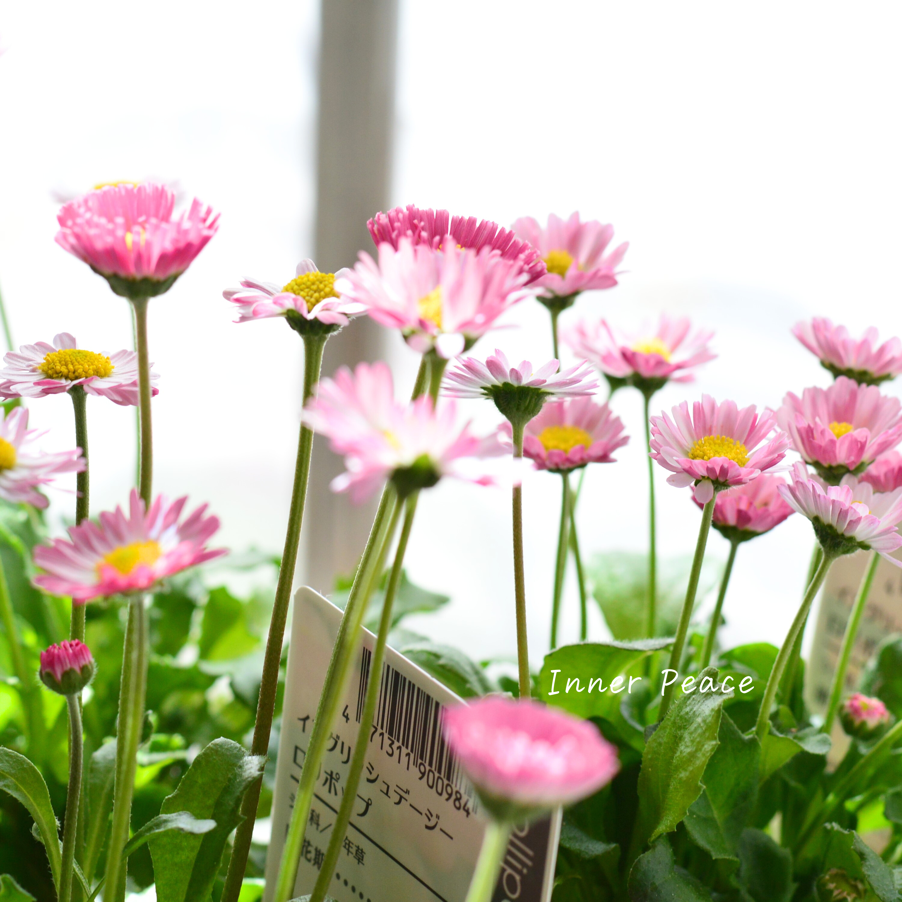 【かわいい】 イングリッシュデージー 『ロリポップ』 3寸POT