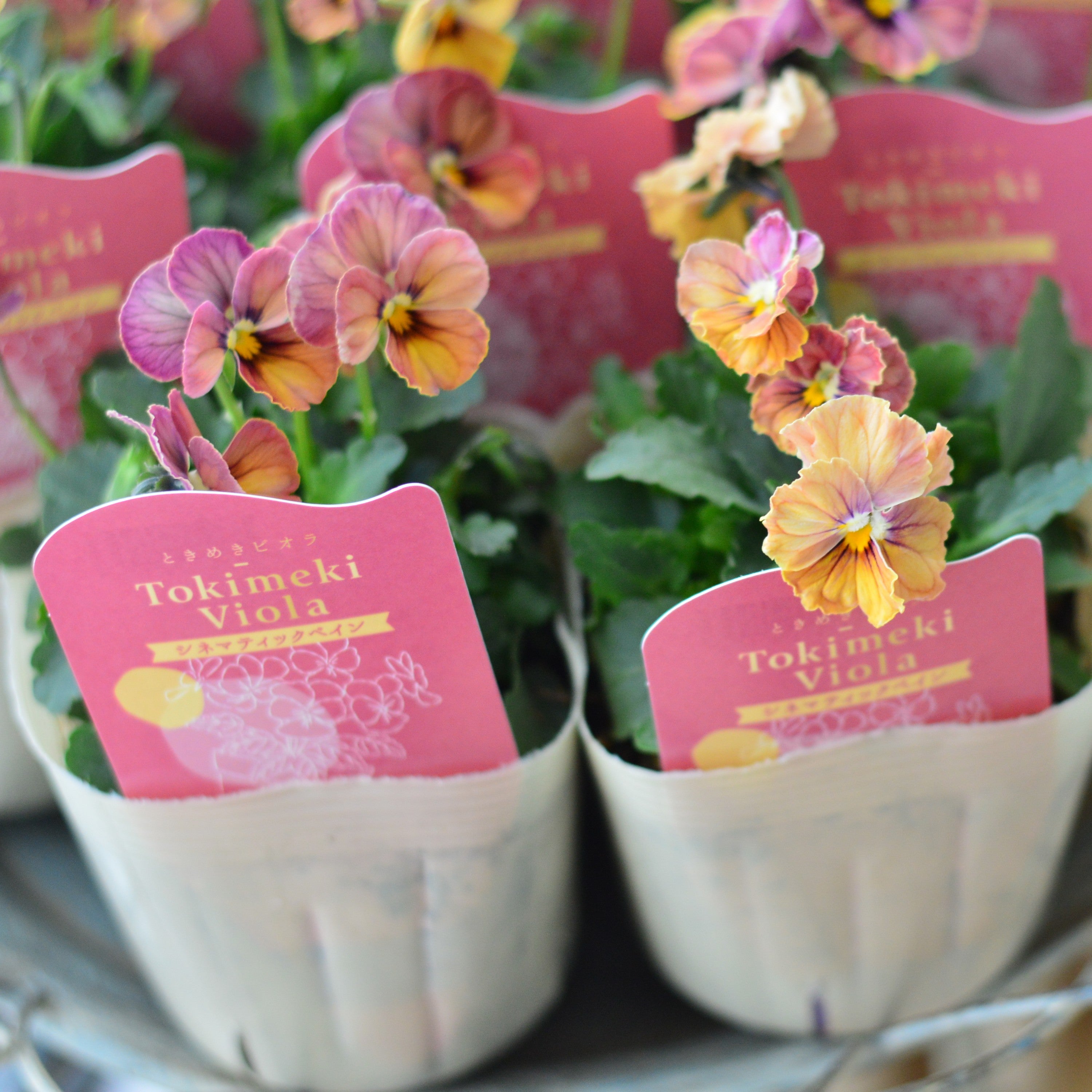 【奥田園芸さん】 ときめきビオラ 『シネマティックベイン』 3.5寸POT