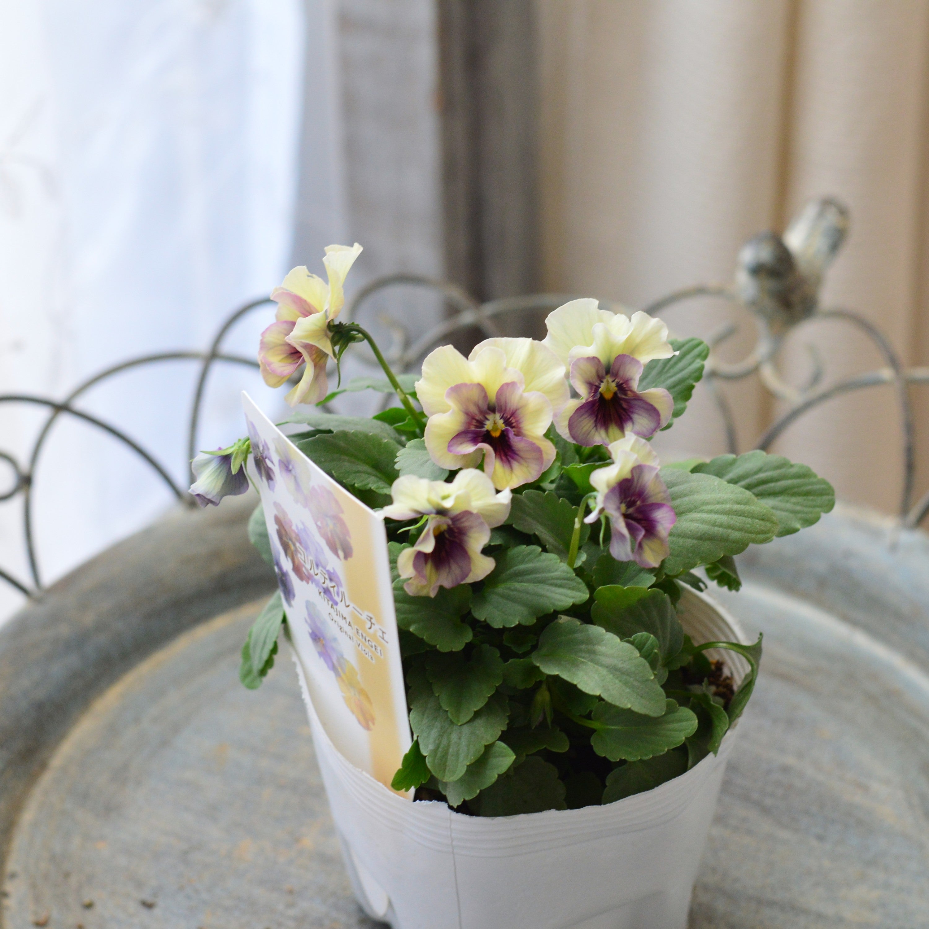 【Special】 北島園芸さんのビオラ 『コルティルーチェ・B』 3.5寸POT