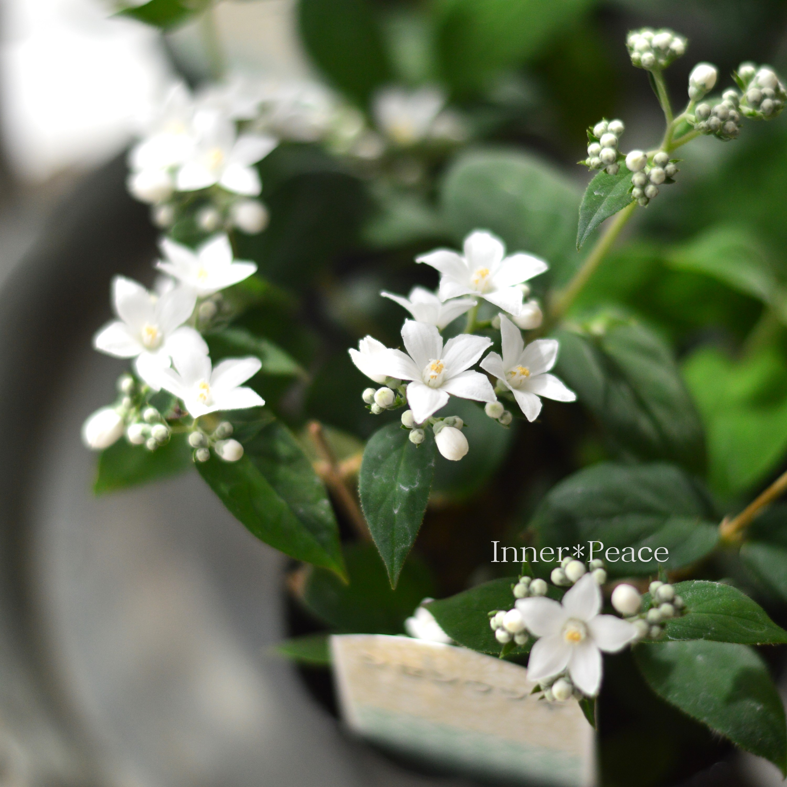 【美しい】 シセンウツギ(四川空木) 3寸POT