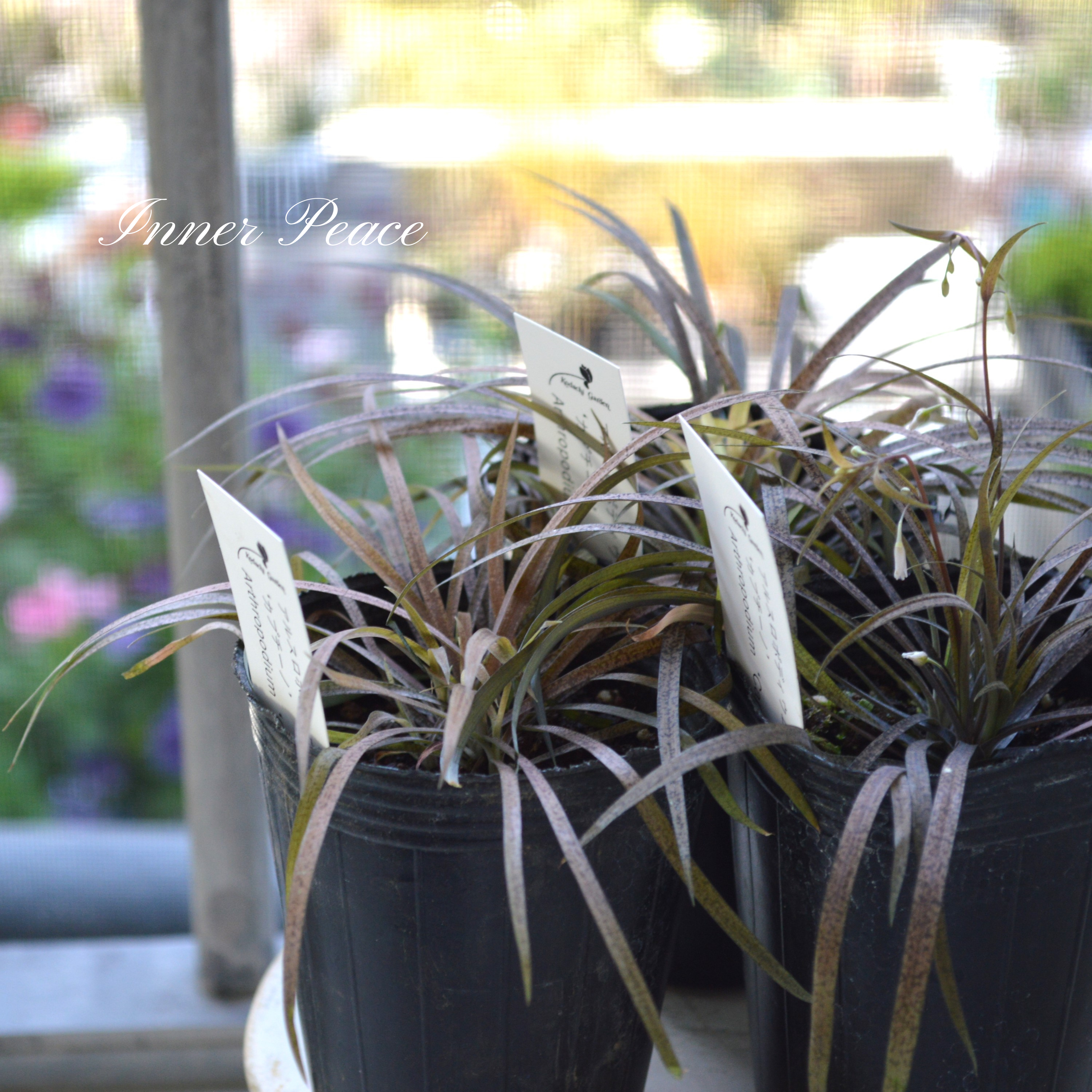 【オシャレ】 アルスロポディウム・カプチーノ 3寸POT