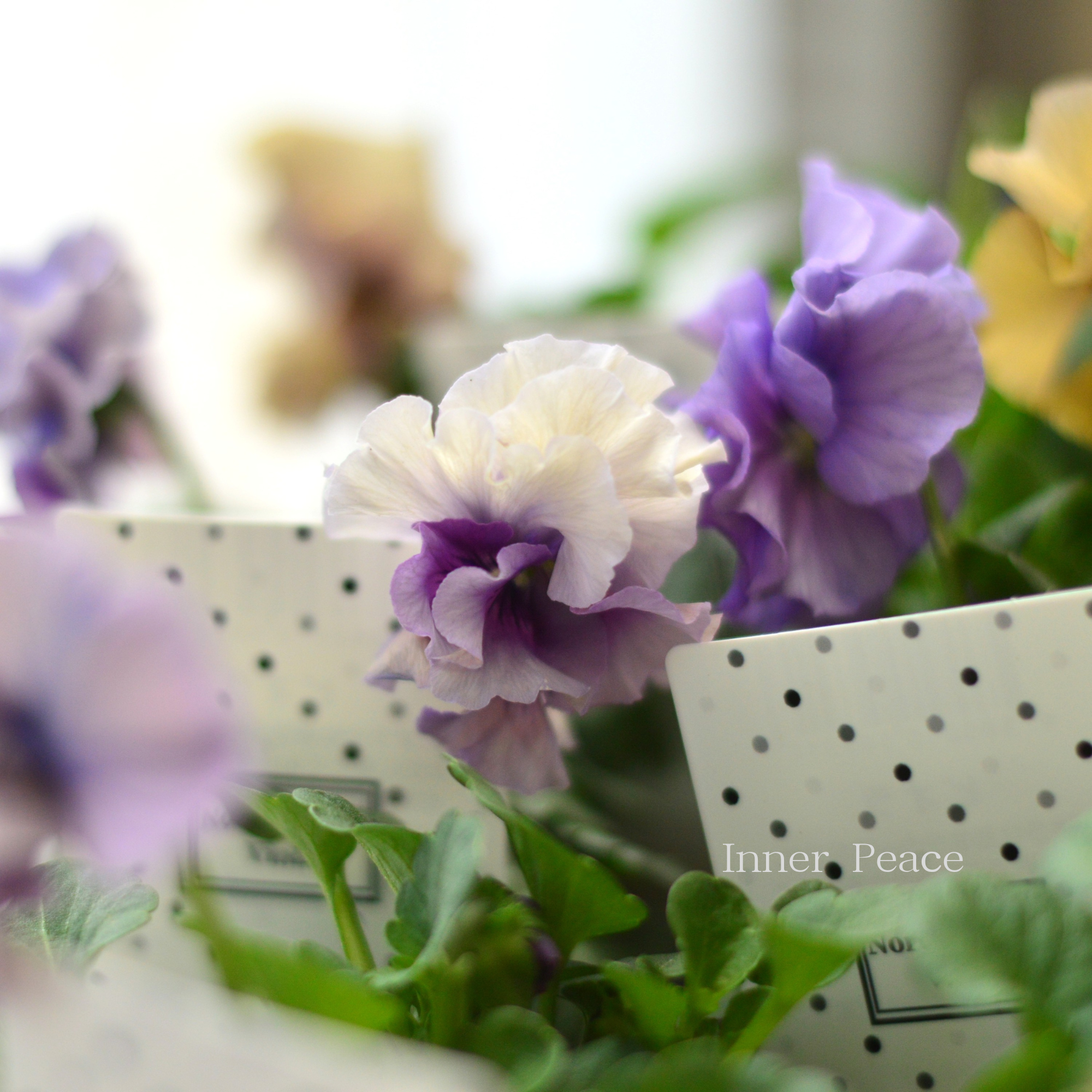 【八重咲き】 北島園芸さんのビオラ 『ふんわりフリル』 3.5寸POT