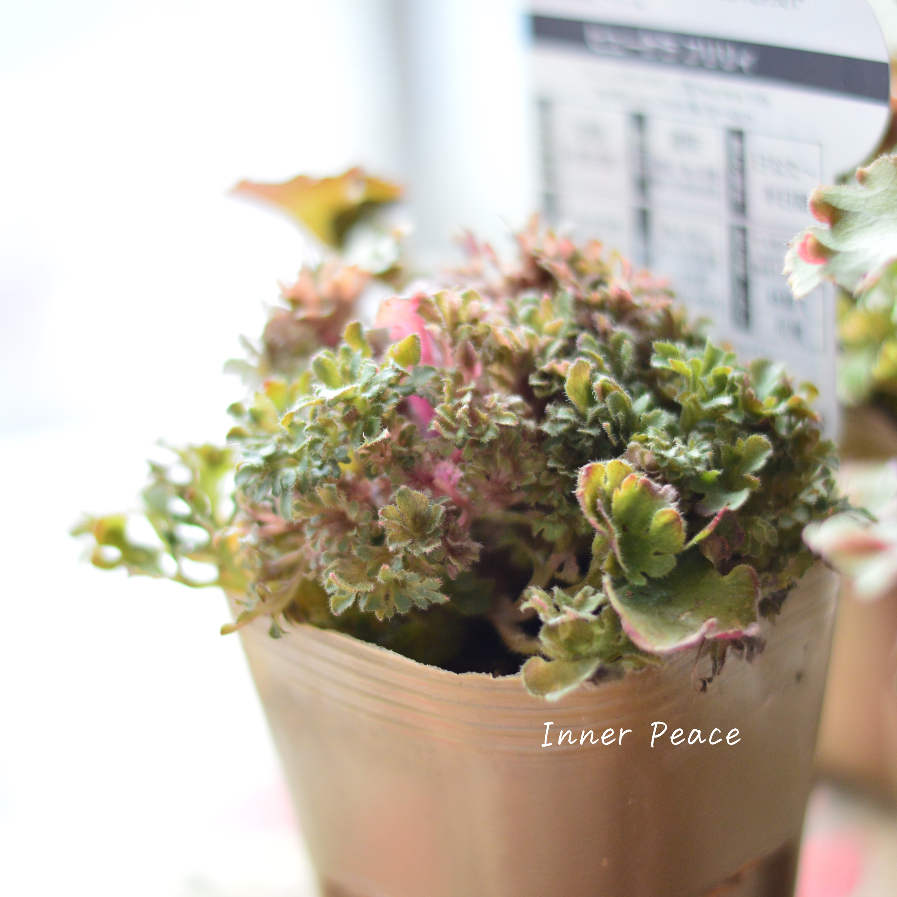 【NEW】 フリフリヒューケラ 『フリリィ』 3寸POT