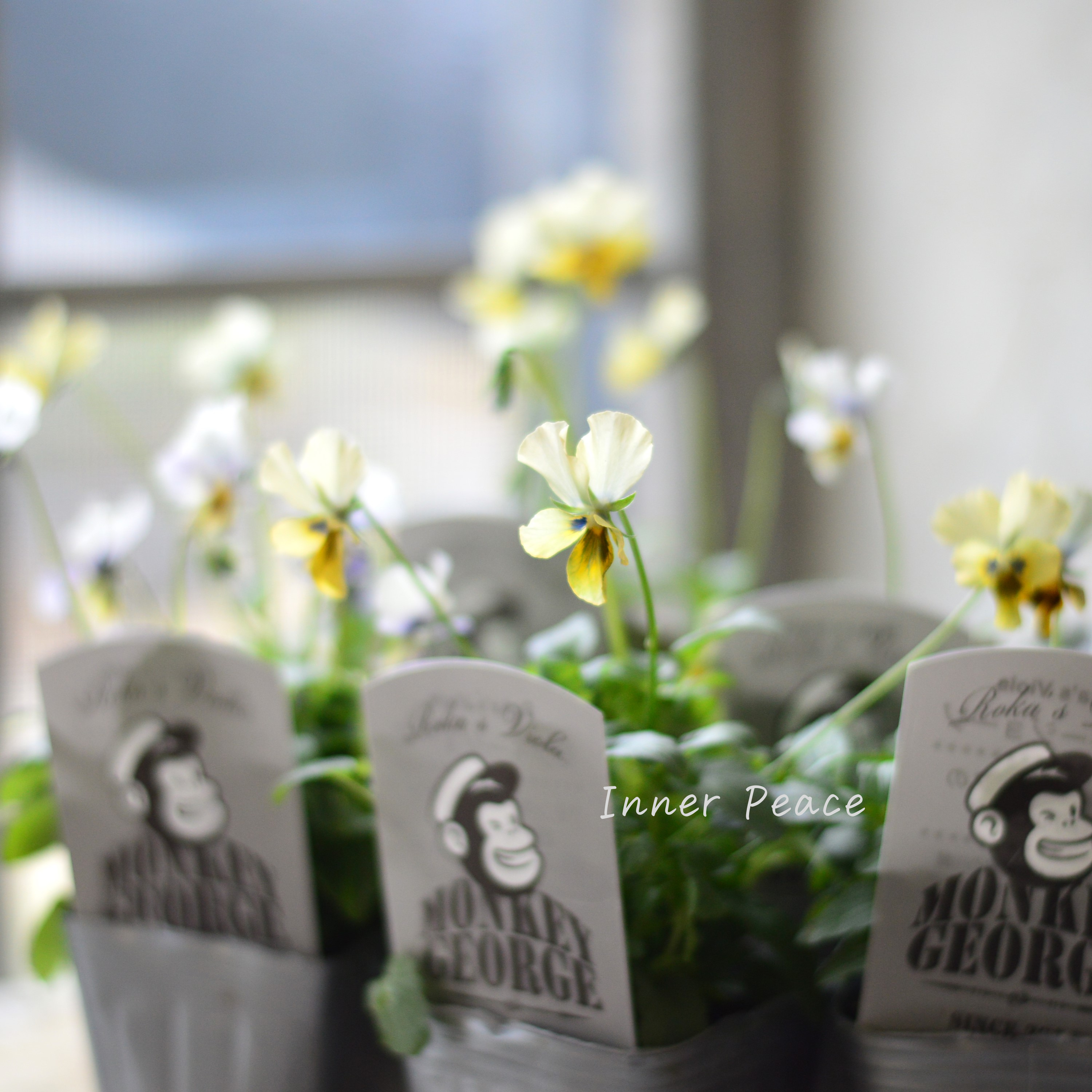 【石川園芸さん】 ビオラ 『モンキージョージ』 3寸POT