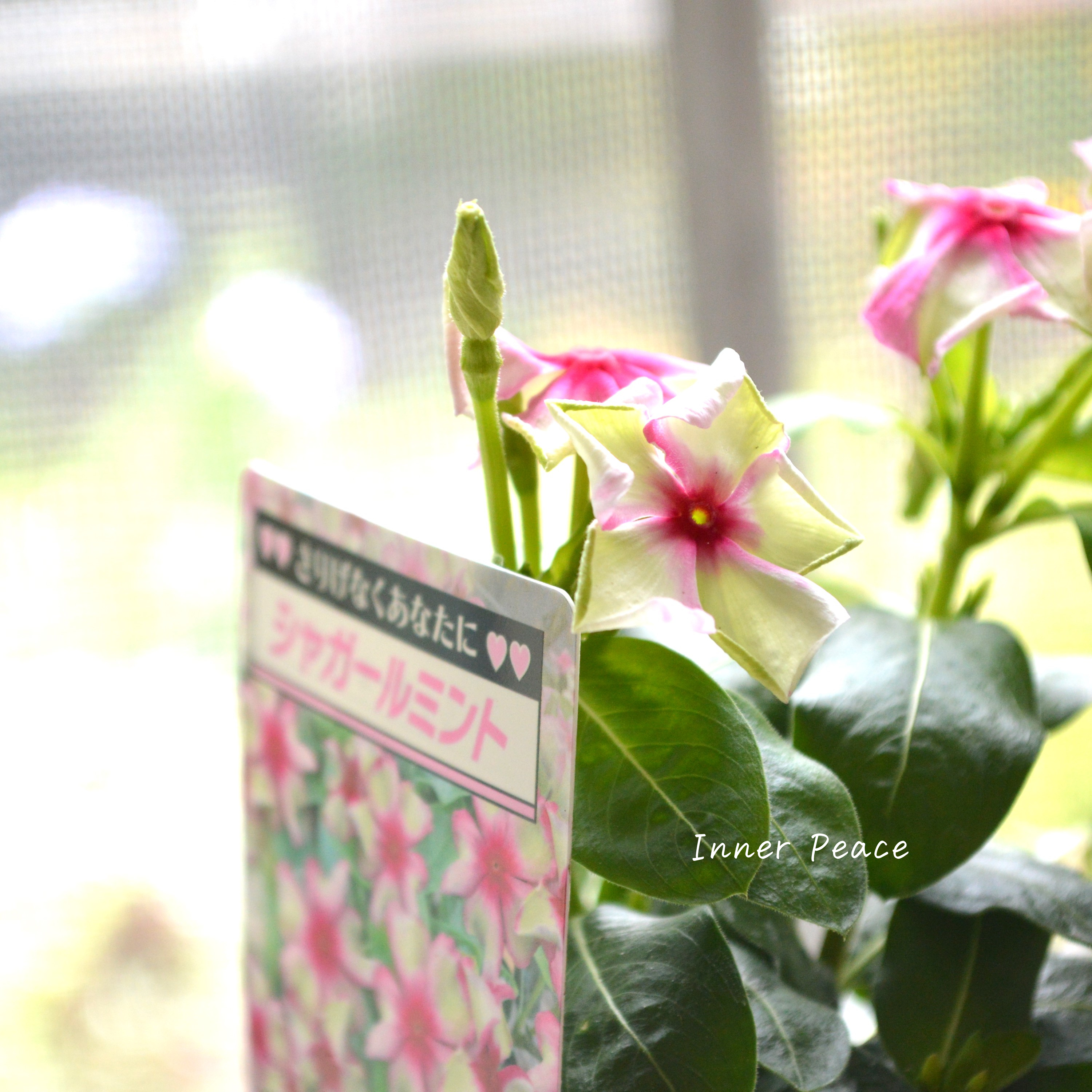 【北島園芸さん】 ニチニチソウ 『シャガールミント』 3.5寸POT